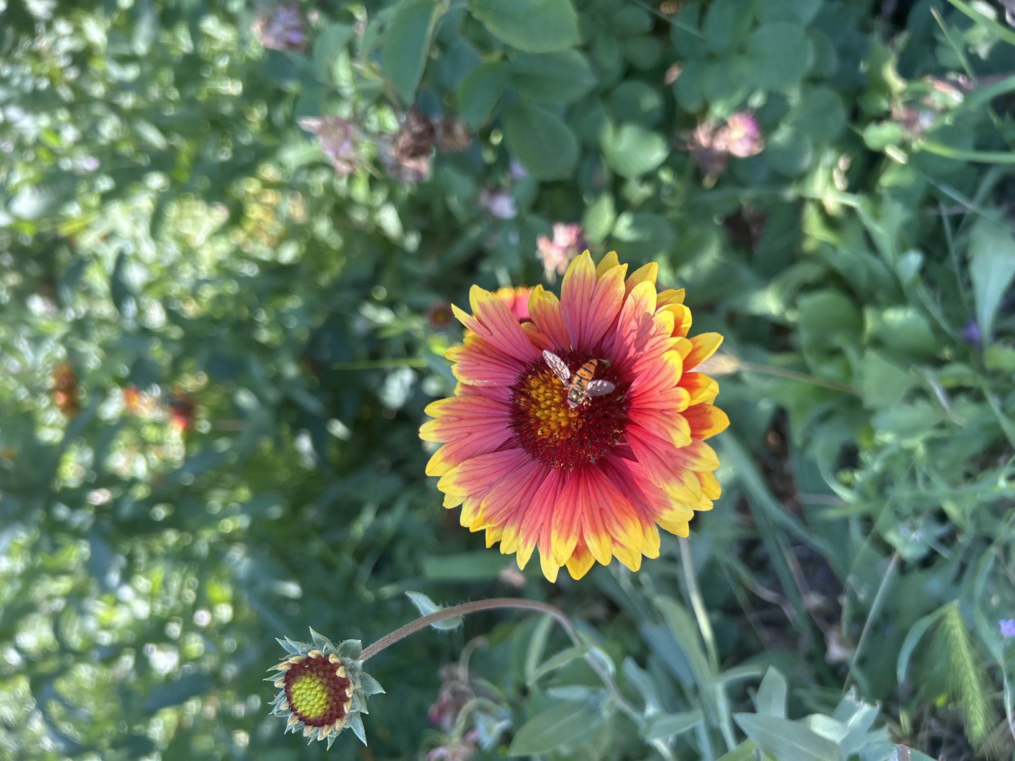 In a garden in Ivanivka, Ukraine, a close-up shot captures a vibrant Blanket Flower (Gaillardia) in full bloom. The flower displays a striking gradient of color, transitioning from a deep reddish-pink at the center to bright yellow at the tips of its petals. Perched on the flower's center, a small bee with black and yellow stripes is actively collecting nectar. To the left and slightly behind, another Blanket Flower bud, partially unfurled, shows its developing maroon and green sepals and a yellow-green center. The background is a soft blur of green foliage, indicative of a natural outdoor setting with other plants and flowers. The lighting suggests it is daytime, with sunlight filtering through the leaves.