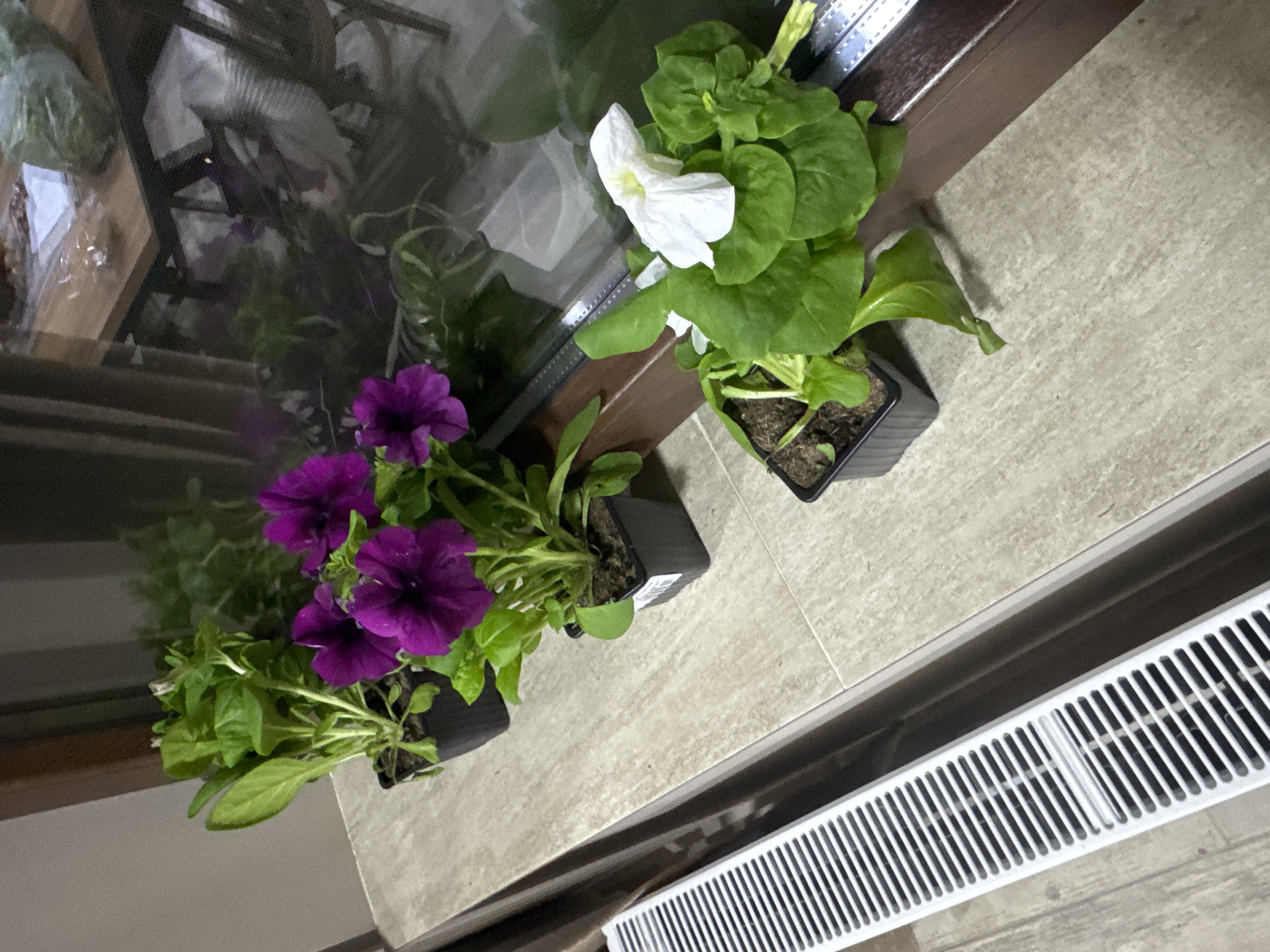 A high-angle, eye-level shot depicts three potted plants, two with purple flowers and one with white, arranged on a light beige tile surface. The plants are in dark-colored plastic pots, positioned next to a window with a brown frame. A white radiator is visible along the bottom right edge of the frame. The environment suggests an indoor setting. The location, Lehchevo, Bulgaria, cannot be confirmed from visual evidence.