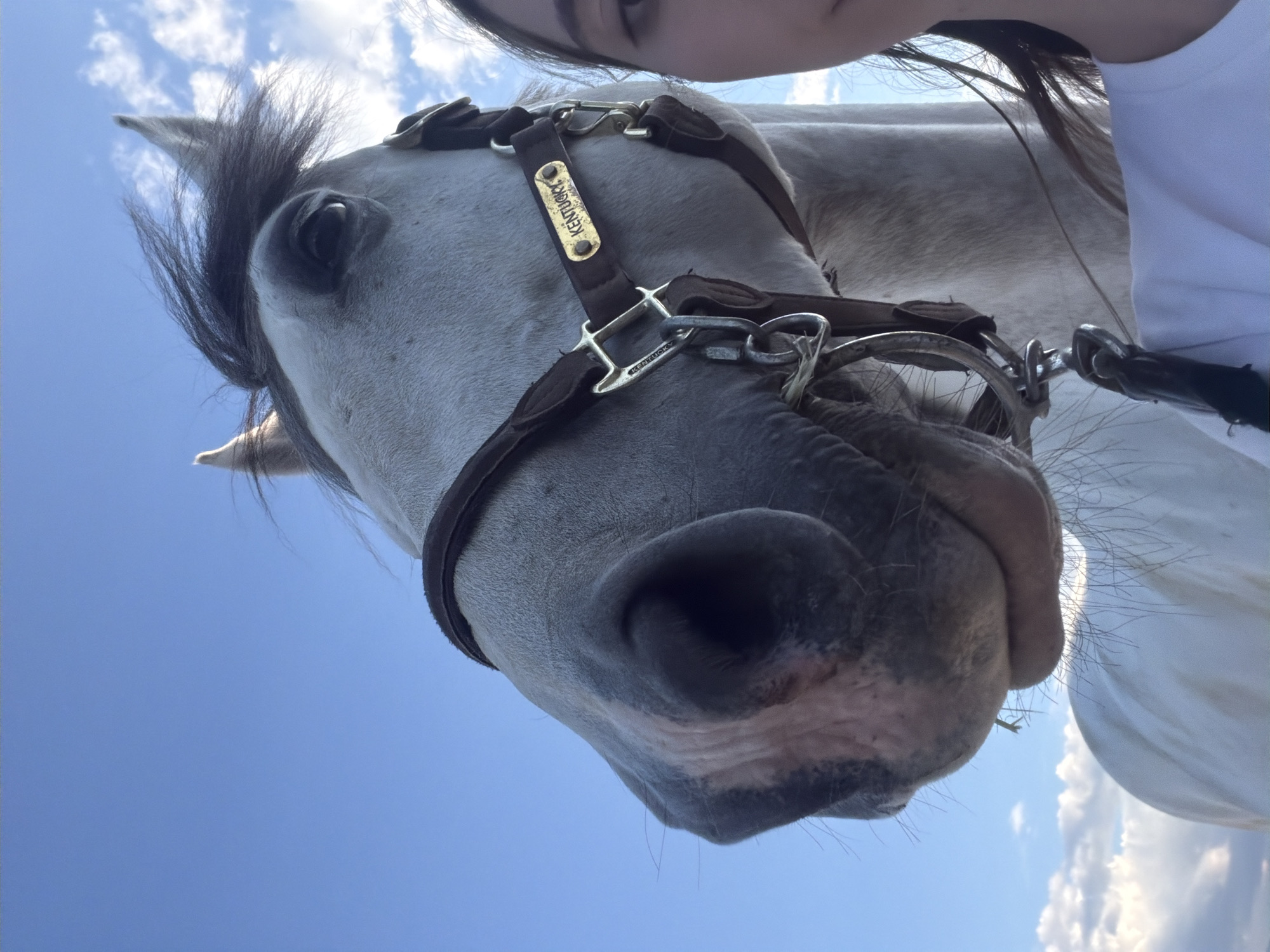 A low-angle shot looking up at a white horse wearing a brown halter with metal hardware. The halter has a tag that says "KENTUCKY." A person is partially visible in the upper right corner of the frame. The sky is blue with some clouds visible in the background. The location is not evident from the image.