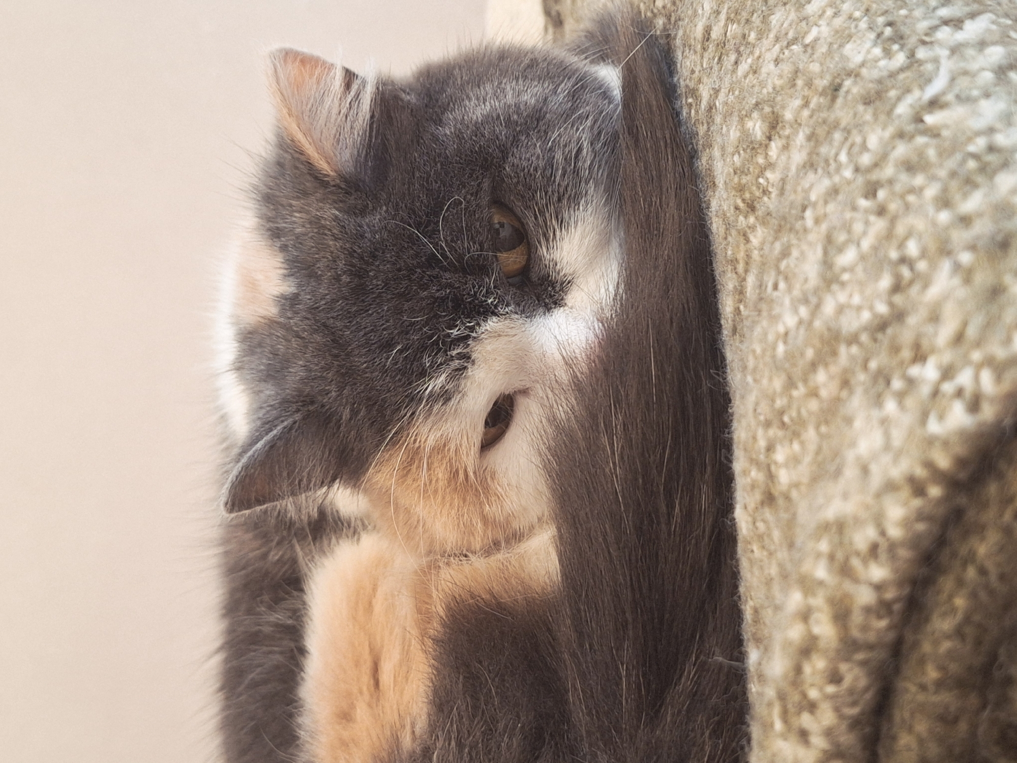 A cat is partially obscured by a rough, tan-colored, possibly carpeted object. The cat is gray, white, and tan, with its head and paws visible. The cat appears to be looking down. The setting appears to be indoors with a beige wall. The location is Chaikovsky, Russia.