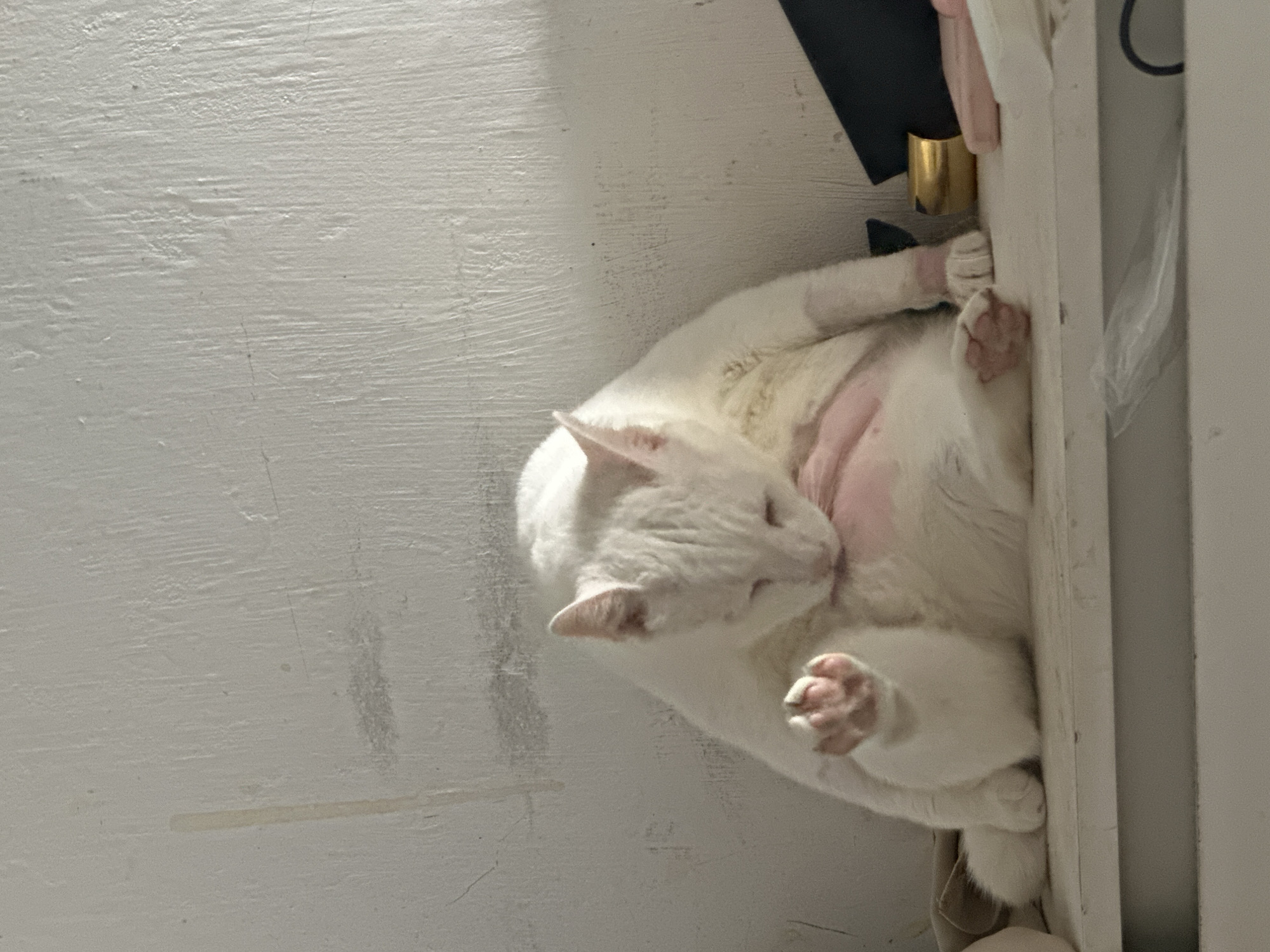 A white short-haired cat is captured mid-grooming, contorted in position as it licks its pink belly area. Its eyes are closed or squinted in concentration, and its pink paw pads are visible on both its tucked front paws and an extended back paw.
The cat rests against a textured, off-white wall, which shows visible brush strokes and minor imperfections. To the right of the feline, a white vertical frame, possibly part of a door or furniture, runs along the edge of the image. Partially visible above the cat and near the frame are several objects: a black fabric item, a golden cylindrical object, and a crinkled clear plastic bag.
The scene appears to be an indoor setting with soft, ambient lighting. The cat seems focused and relaxed in its self-care routine. No text is visible in the image. The setting is an indoor space, likely in North Jakarta, Indonesia.