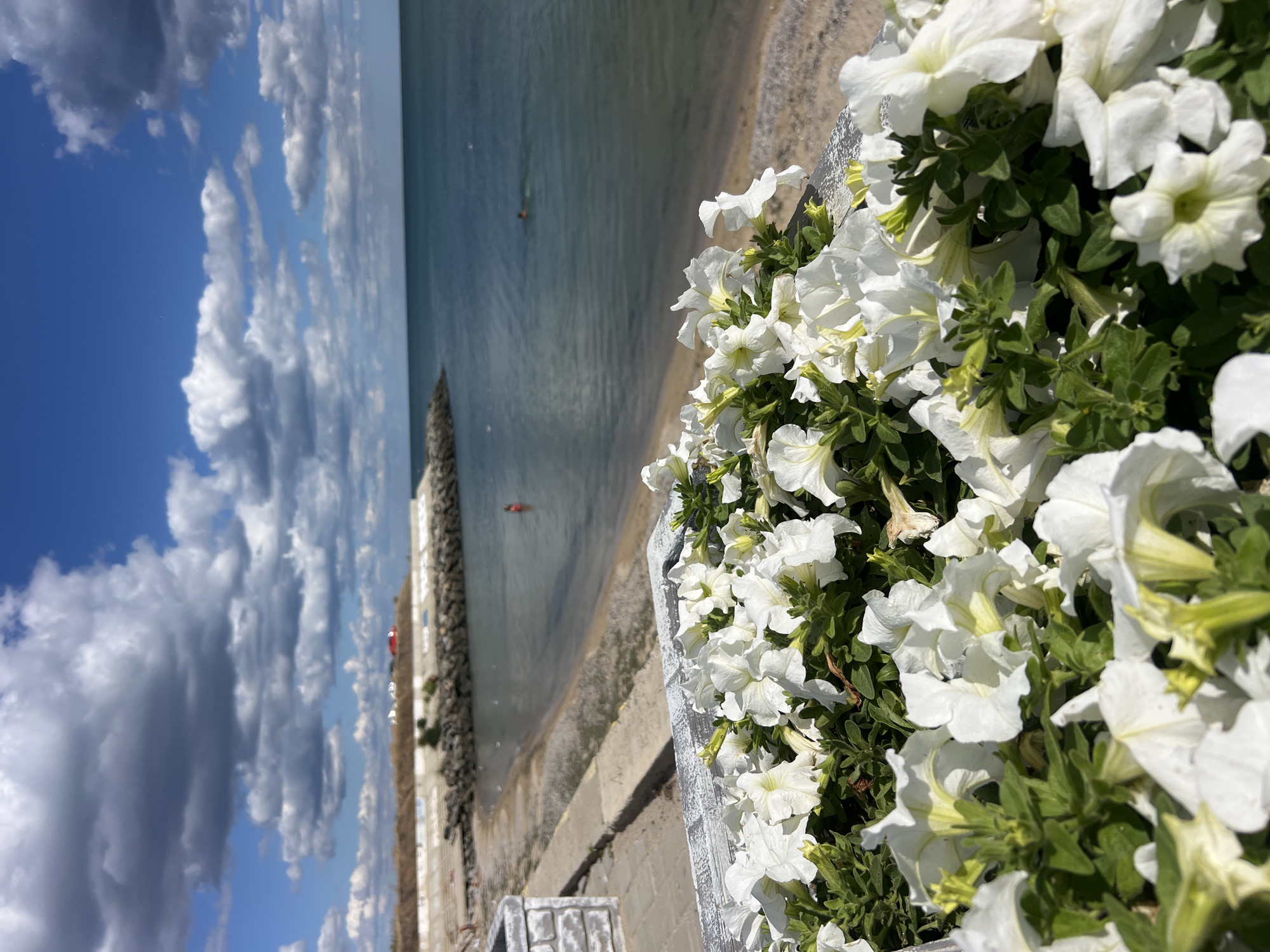 In the foreground, a close-up view of white petunias is captured, their delicate petals and green foliage filling the bottom half of the frame. Beyond the flowers, a view of the sea and a beach unfolds. The sea is a deep blue, with a few distant swimmers visible. The beach is sandy and appears to be lined with a concrete embankment and rock fortifications. In the distance, a few vehicles are visible on top of the embankment. The sky is a vibrant blue, dotted with scattered white and dark grey clouds, suggesting a dynamic weather pattern. The scene appears to be located on the coast of Fontanka, Ukraine, a popular resort town known for its beaches and seaside ambiance.