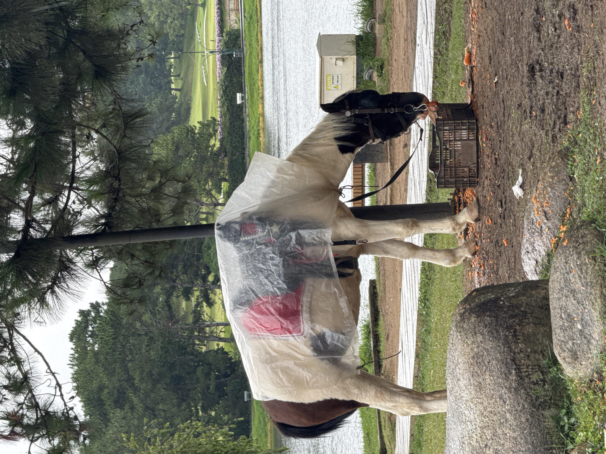 A brown and white horse, covered by a clear plastic tarp with a red saddle pad underneath, stands in a grassy area near a lake. The horse is eating carrots from a black plastic crate. The scene is set in Da Lat, Vietnam, with lush green hills and trees in the background. A wooden boardwalk is visible behind the horse. The ground is damp and muddy, with scattered carrot pieces. A utility box with warning signs is also present near the lake.