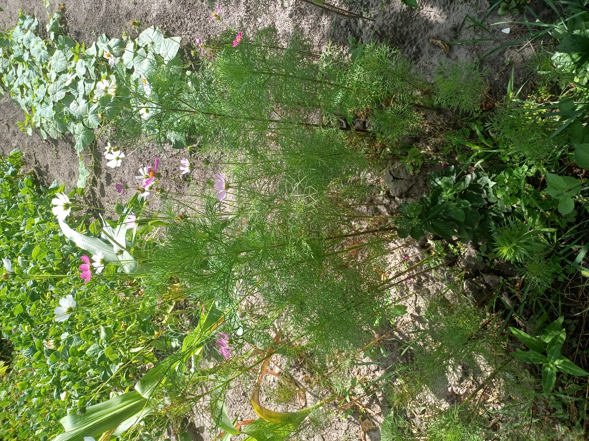 In a garden scene in Sulymivka, Ukraine, a patch of soil is covered with various plants and flowers under a bright sky. Several Cosmos flowers are visible, with white, pink, and magenta petals. A corn stalk is to the left, with large green leaves. To the right, cucumber plants with wide, green leaves spread across the ground. In the foreground, several bushy green plants with feathery leaves are prominent, with some smaller green plants and grasses growing around them. The soil is a light brown color with some scattered debris. The overall scene is a vibrant and natural garden setting.