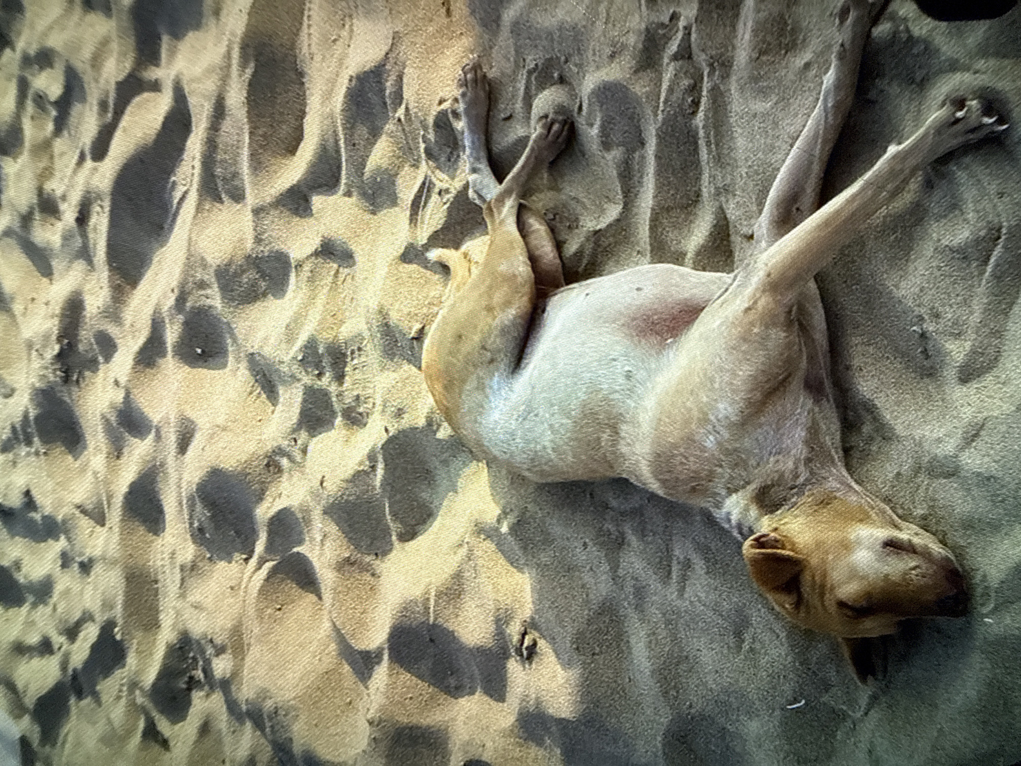 A tan dog lies on its back in the sand. Its limbs are extended outward. The location is unknown.