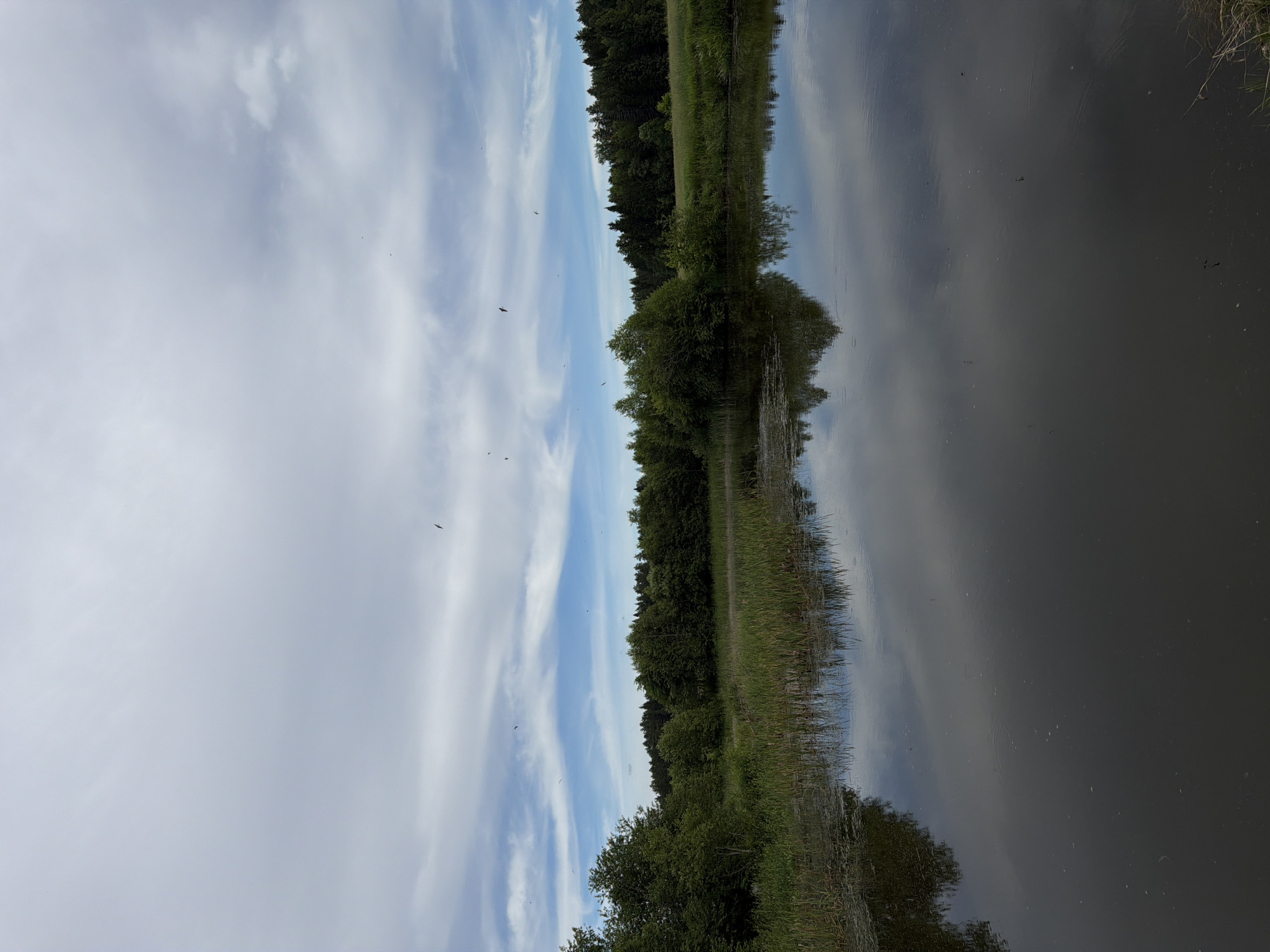 A serene natural landscape is depicted in a vertical shot, likely located in Garevaya, Russia. The scene is dominated by a dark, calm body of water in the foreground, reflecting the sky and surrounding vegetation. Tall green reeds and grasses grow along the water's edge, transitioning into a dense, lush green forest that forms the backdrop. The forest stretches across the horizon, punctuated by a grassy field on the right side. Above, a vast sky is filled with a mix of white, wispy clouds and patches of blue, with several dark silhouettes of birds in flight scattered across it. The overall impression is one of peaceful, untamed nature under a partially cloudy sky.