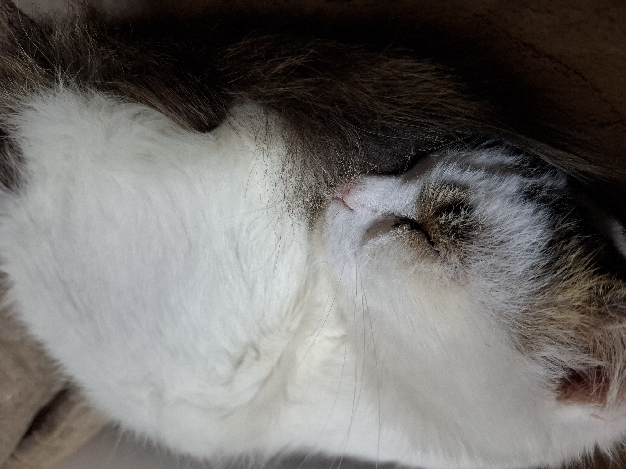 A close-up, high-angle photograph shows a sleeping cat. The cat has white fur on its body and face, with brown and black patches on its head. The cat is curled up, with its head resting against a surface with brown fur. The cat's eyes are closed, and its pink nose is visible. The background is out of focus and dark. The location in Chaikovsky, Russia is unknown.