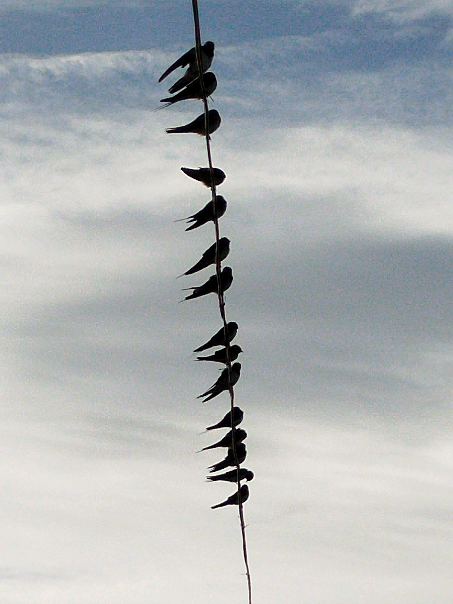 A vertical shot captures a line of swallows perched on a wire against a cloudy sky. The birds, silhouetted against the bright sky, are positioned along the wire in a descending order, creating a rhythmic pattern. The wire itself is thin and appears to be a telephone or electrical line. The clouds in the sky are varied in texture and density, suggesting a dynamic weather pattern. The overall impression is one of natural beauty and a moment of quiet observation.