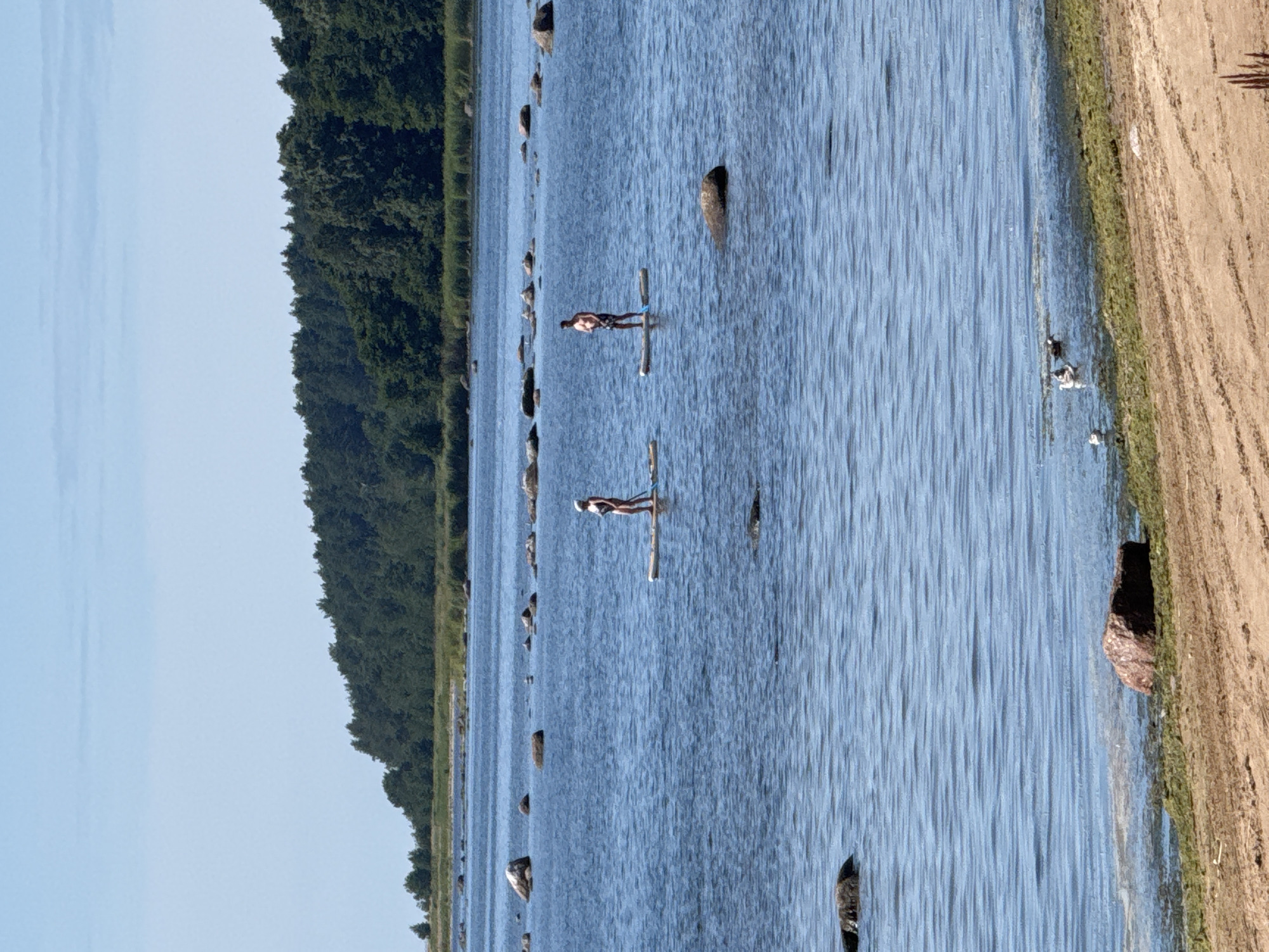 This image depicts a tranquil scene on the coast near Ozerki (Krasnodolinskaya), Russia. The foreground features a sandy beach with scattered rocks and green seaweed along the waterline. In the middle ground, two individuals are paddleboarding on calm, blue water. One person, wearing a white hat and dark swimwear, stands on a paddleboard towards the left. To their right, another person, bare-chested and wearing dark shorts, stands on a separate paddleboard. The background is dominated by a dense, dark green forest that stretches across the horizon, with a clear blue sky above. Scattered rocks are visible in the water throughout the scene. The overall impression is one of a peaceful summer day at the seaside.