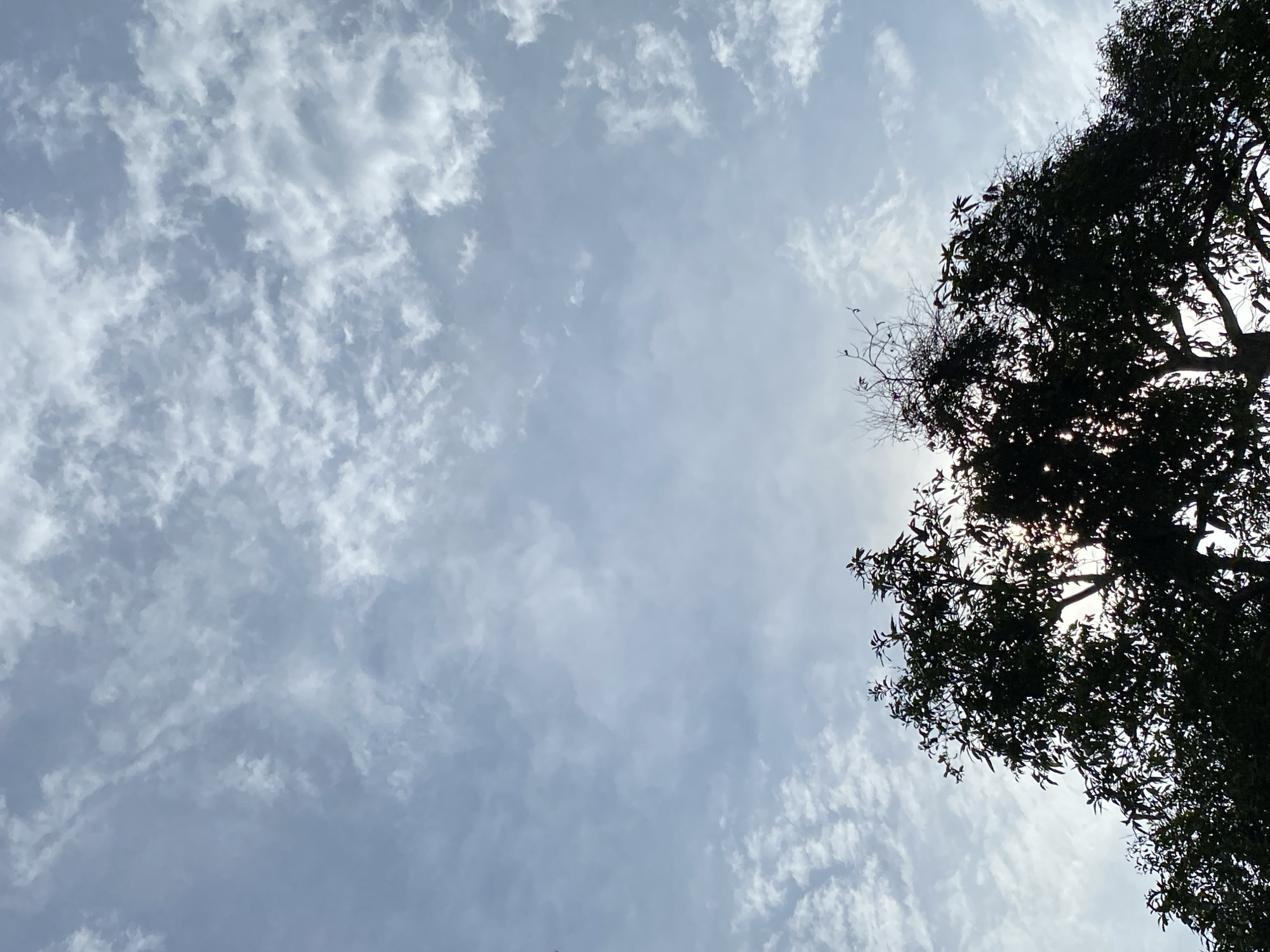 The image is a low-angle shot of a tree silhouetted against a cloudy sky. The sky is a light blue with wispy white clouds that appear to be cirrus clouds. The sun is partially obscured by the tree's branches and leaves, creating a lens flare effect. The tree is a broadleaf deciduous tree, with dark green leaves. The image is taken from below, looking up at the tree and sky. The location is Unknown, Unknown.