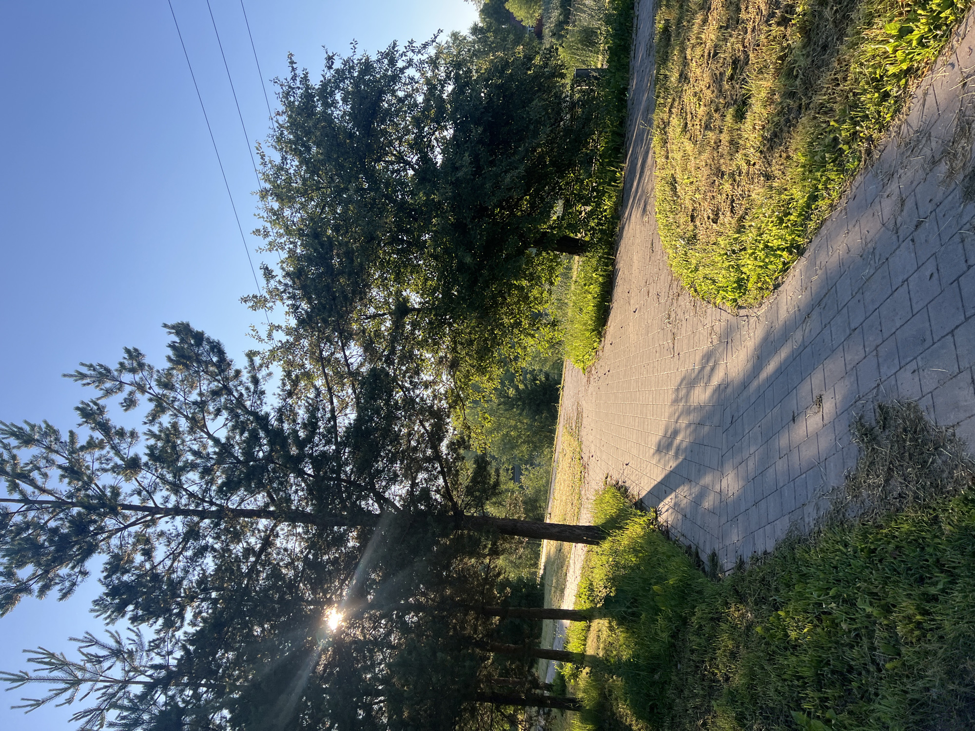 The image depicts a paved pathway winding through a park-like setting with trees and grass. The sun is shining brightly, casting long shadows from the trees onto the path. The sky is clear and blue. Power lines are visible in the upper right portion of the image. The location is identified as Alexandrovskaya, Russia. The scene appears tranquil and natural, suggesting it was taken during daylight hours, likely in the morning or late afternoon due to the angle of the sun and the length of the shadows. No people or animals are visible in the image.