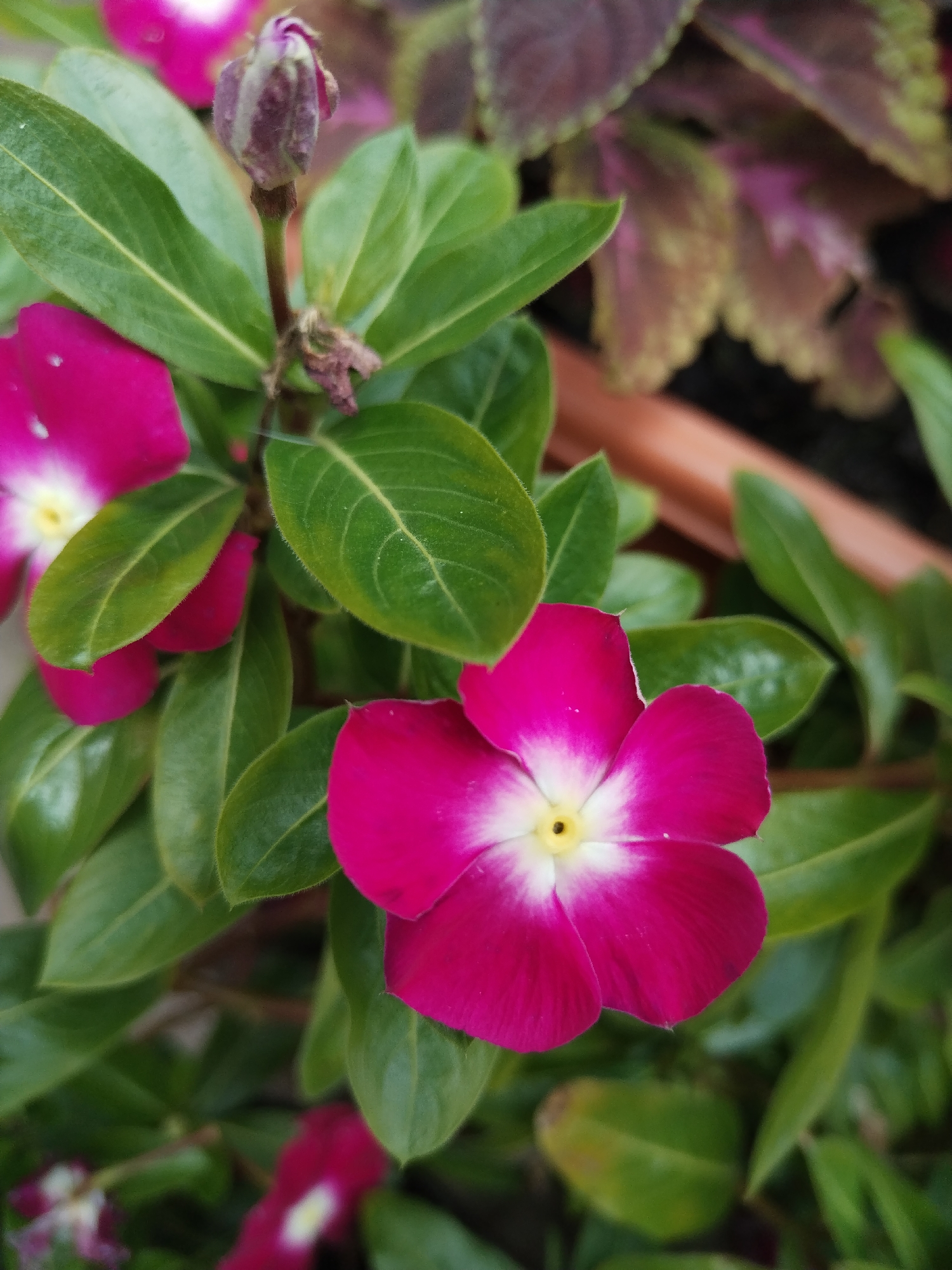 A close-up, vertically oriented photograph shows a cluster of pink vinca flowers and green leaves, with a blurred background. The primary subject is a fully bloomed pink vinca flower in the foreground, its petals radiating from a yellow center. The petals are a vibrant pink, fading to white near the center. To the left of this flower, another partially visible pink vinca is present, as is a closed bud. The leaves are a rich green and have a glossy texture. In the background, out of focus, are the variegated leaves of a coleus plant and a reddish-brown pot. The overall setting suggests an outdoor garden environment, possibly a residential area. No people are visible. The location is described as Акбердино, Russia, which implies this is a garden in that specific locale.