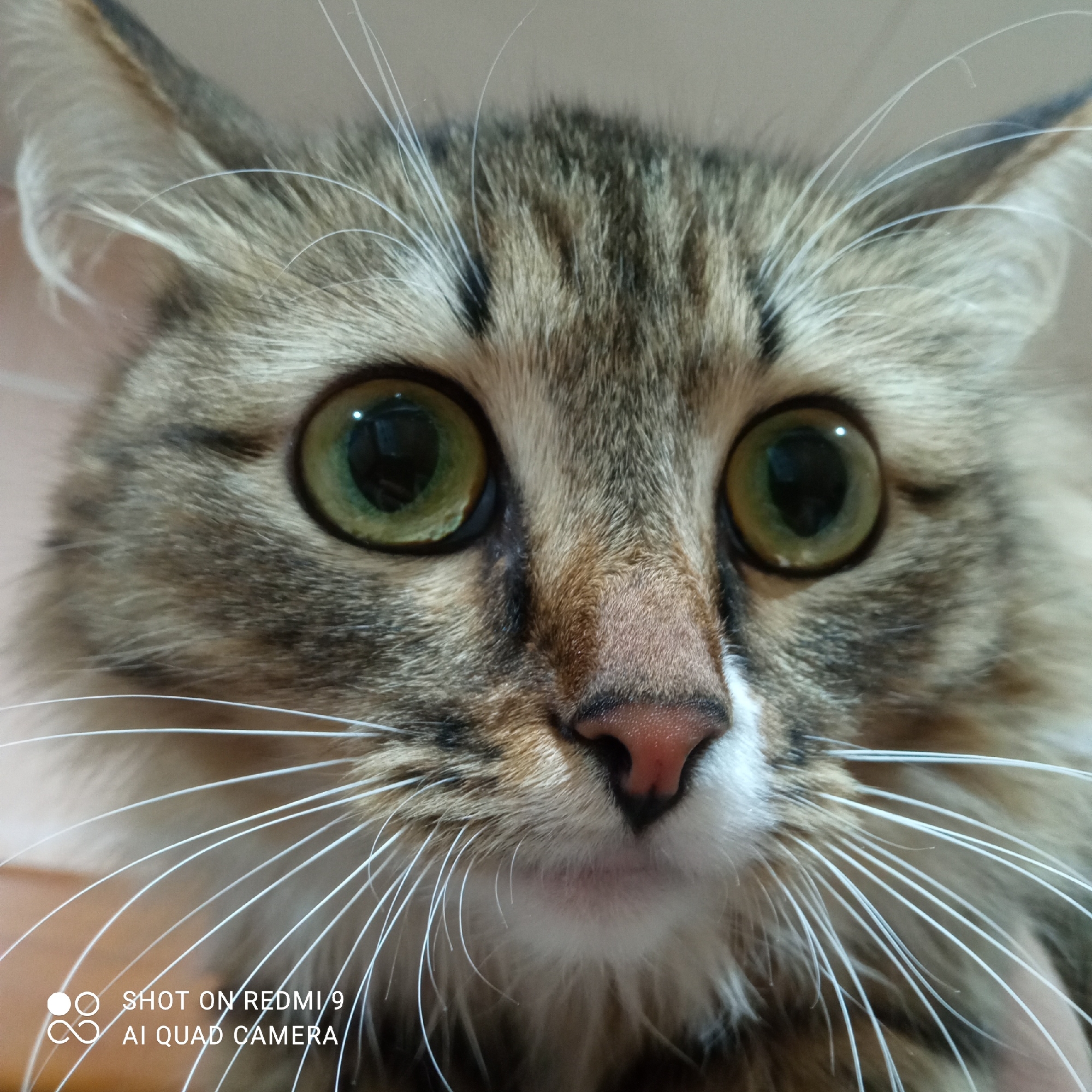 A close-up photograph features a cat's face. The cat has green eyes, a pink nose, and long, white whiskers. Its fur is a mix of brown and grey. The bottom left corner of the image contains the text "SHOT ON REDMI 9 AI QUAD CAMERA." The image appears to be indoors. There is no identifiable location in the city of Chaikovsky, Russia.
