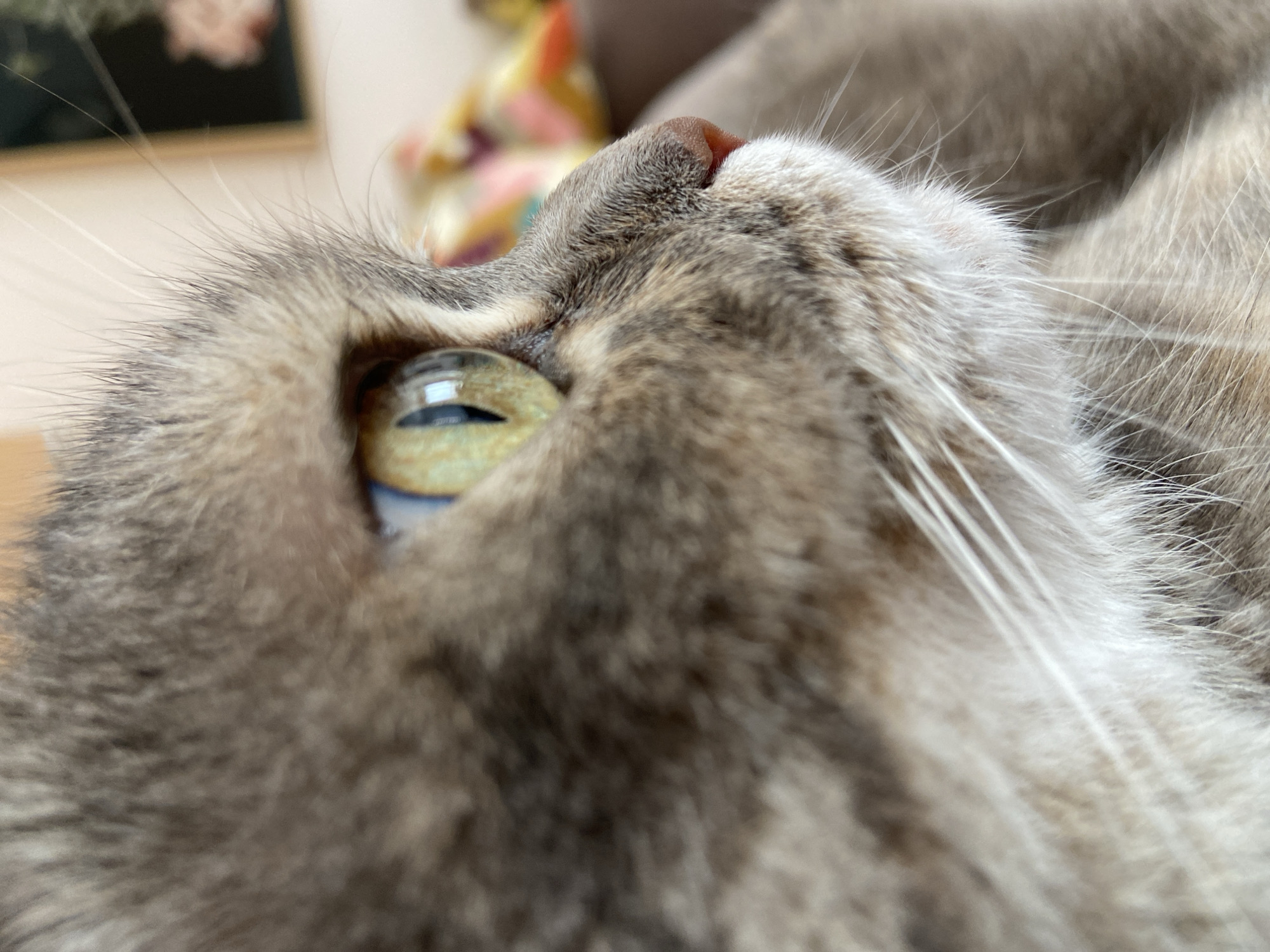 A close-up, low-angle shot focuses on the head of a gray tabby cat. The cat's eye, with a distinctive greenish-yellow iris and a bright reflection, dominates the left side of the frame. The fur is dense and textured, varying in shades of gray and tan. The cat's nose is visible near the top right, and several white whiskers extend outwards. The background is blurred but appears to include a piece of framed art. There is no indication of Budva, Montenegro, in the image.