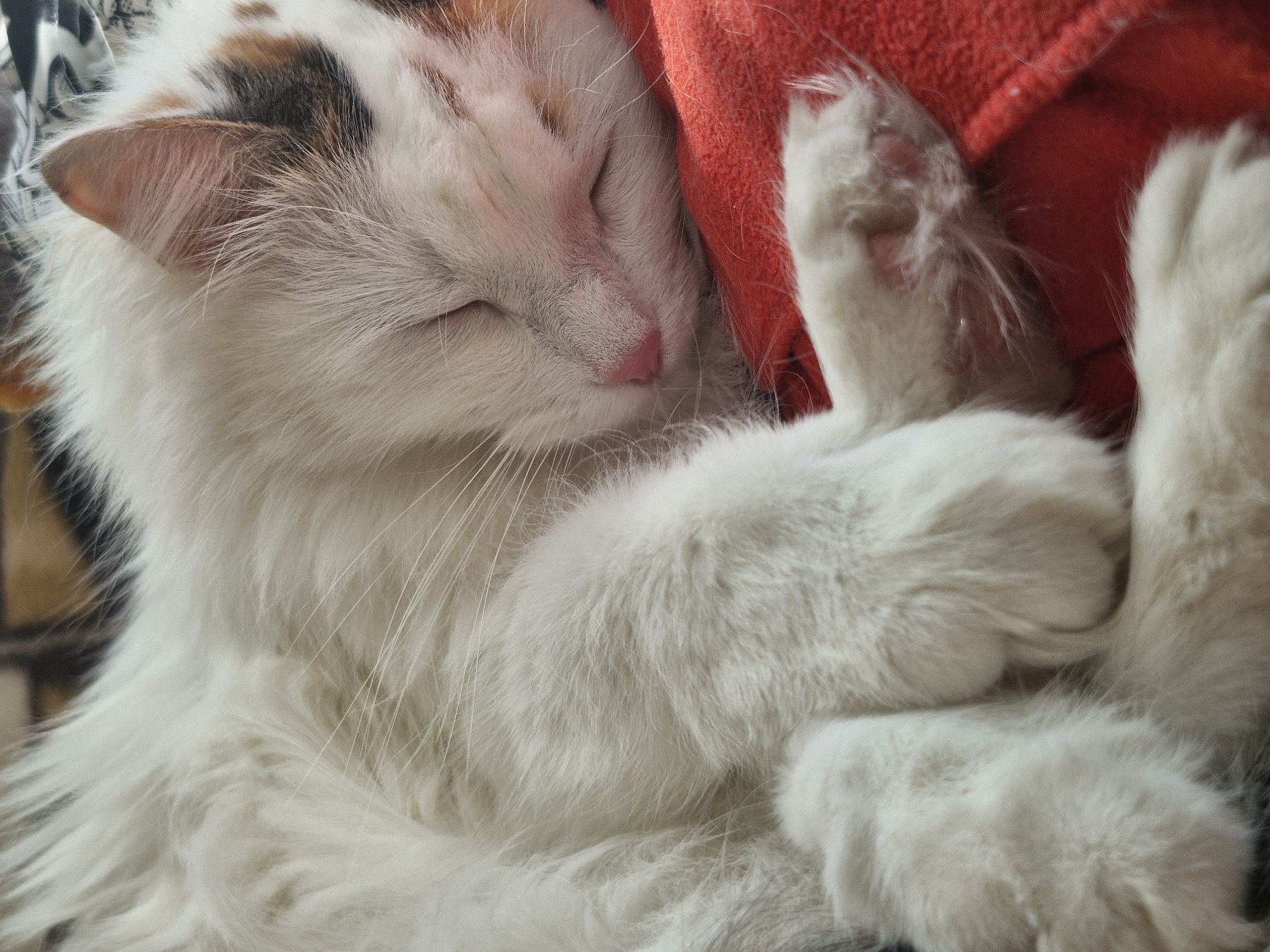 The image shows a white and light brown cat sleeping peacefully. The cat is nestled against a red towel or blanket. The cat's face is relaxed with its eyes closed, and a pink nose is visible. The cat has long, white fur. The image does not provide any information about Yekaterinburg, Russia.