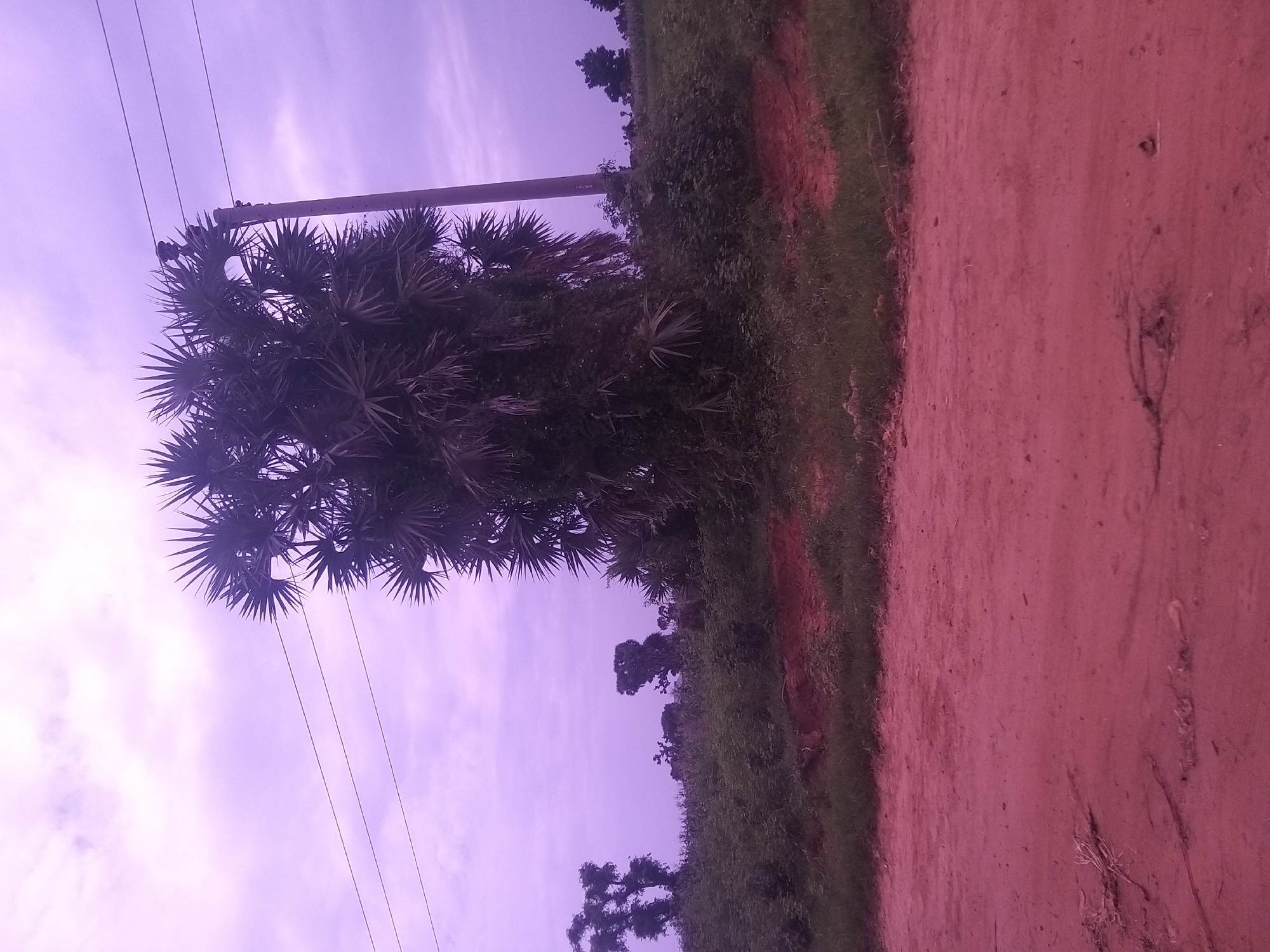 The image depicts an outdoor scene with a dirt road in the foreground and a lush, green landscape under a cloudy, purple-hued sky. A tall palm tree dominates the right side of the frame, its fronds fanned out against the sky. A utility pole stands beside the palm tree, with several wires stretching across the image horizontally. In the background, there are other trees and dense vegetation, suggesting a rural or semi-rural setting. The ground is covered with a mix of sand and dry grass. The overall color palette is dominated by shades of purple, green, and brown, with the red-toned dirt road adding a distinct contrast. There are no people or animals visible in the image. The scene appears to be in Kafarati, Nigeria.