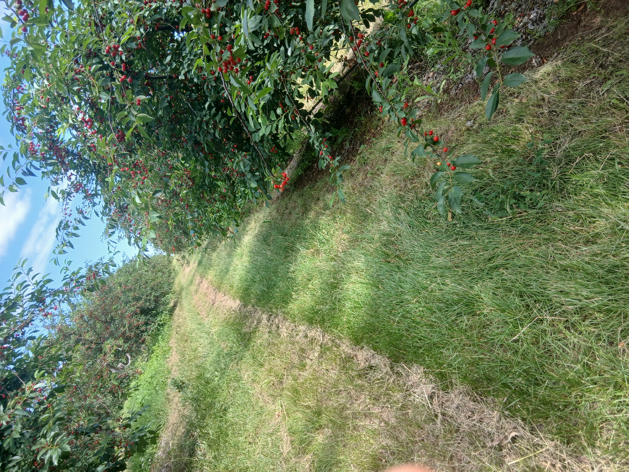 This media file depicts an outdoor scene in a cherry orchard, specifically located in Semionovca, Moldova. The primary subjects are rows of cherry trees laden with ripe red cherries. The trees are dense with green leaves, and their branches hang low, some reaching towards the grassy path that runs through the orchard. The ground is covered in a mix of green and dried grass, with a clear path worn down by foot traffic.
The scene suggests a time of day when the sun is high, casting shadows on the grass and highlighting the vibrant red of the cherries. The weather appears to be clear and sunny, with a bright blue sky visible through the tree canopy in some parts of the image. There is no visible text in the media file.
The overall impression is one of abundance and natural beauty, likely during the cherry harvest season. The image captures the essence of an agricultural landscape, showcasing the fruits of the land and the peaceful ambiance of an orchard. There are no people visible in the frame, nor are there any man-made objects other than the implied cultivation of the orchard itself. The emotion evoked is one of tranquility and the simple pleasures of nature.