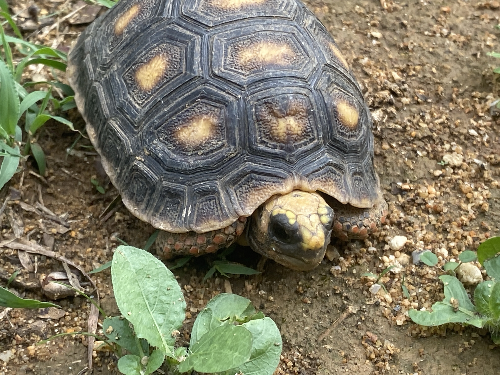 The image captures a close-up, eye-level view of a tortoise on a patch of sandy, gravelly dirt in Tinaquillo, Venezuela. The tortoise, the primary subject, occupies the central and upper-right portions of the frame. Its carapace (upper shell) is prominently displayed, featuring a distinct pattern of dark, polygonal scutes (plates) with raised, textured surfaces, outlined in black or dark brown. The centers of these scutes are a lighter, yellowish-brown.
The tortoise's head, which is light yellow or tan, is extended slightly from beneath its shell and angled towards the right. Dark markings are visible around its eyes and snout. Parts of its reddish-brown, textured legs are visible beneath the shell. The tortoise appears to be resting or slowly traversing the ground, its head slightly raised as if observing its surroundings.
The ground beneath and around the tortoise consists of light brown, sandy soil mixed with small pebbles and gravel. Sparse green vegetation is visible, including blades of grass on the left side of the image and larger, broad-leafed plants in the lower-left and lower-right foreground. The lighting suggests it is daytime, with diffused light illuminating the scene, preventing harsh shadows. No human subjects or man-made objects are visible, and there is no discernible text in the image. The overall scene depicts a peaceful moment of wildlife in its natural or semi-natural outdoor environment.