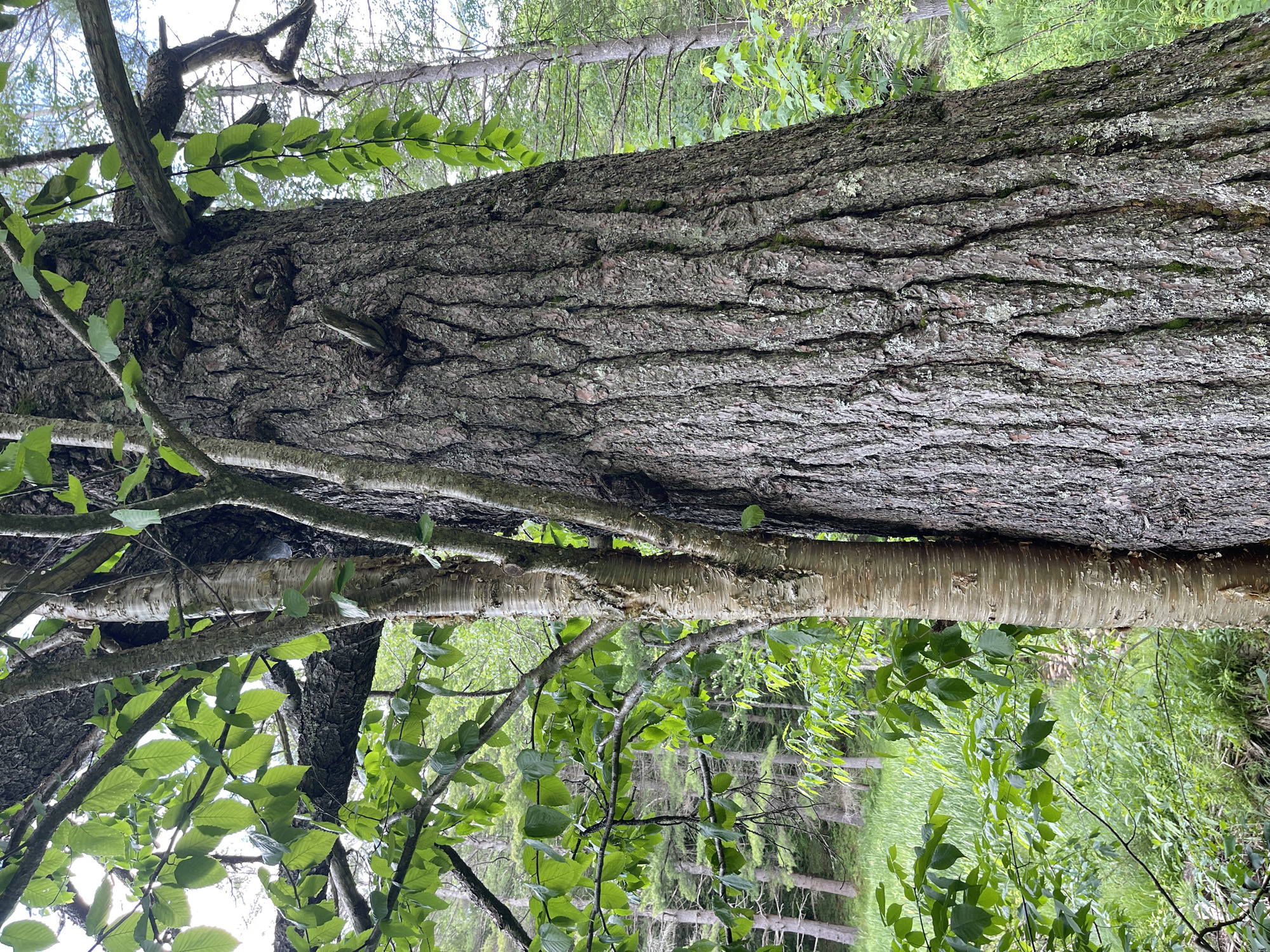 The image displays a close-up view of the trunks of two trees, one significantly larger and darker with deeply furrowed bark, and the other thinner with lighter, peeling bark. Both trees are positioned side-by-side in what appears to be a natural, wooded environment. Lush green leaves from the trees are visible, some in focus and some blurred, extending into the frame. The background shows a dense forest with tall, slender trees and undergrowth, illuminated by daylight. The overall impression is of a natural, untamed forest setting. The provided information states the location is Brantingham, United States.