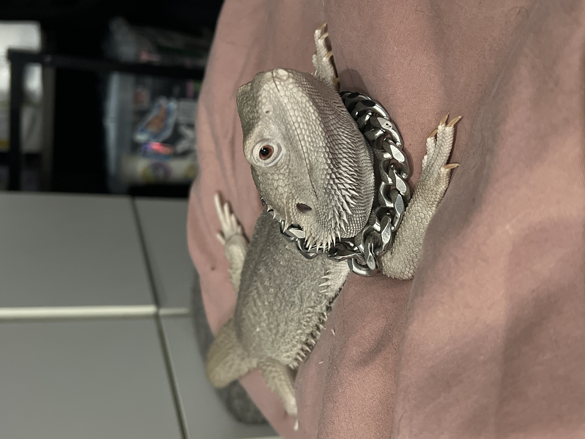A bearded dragon is shown wearing a silver chain necklace, lying on a pink or mauve-colored fabric surface. The lizard is facing the camera with its head slightly tilted. The background is blurred, but what appears to be a shelf with items on it is visible. The location in Khimki, Russia is not determinable from this image.