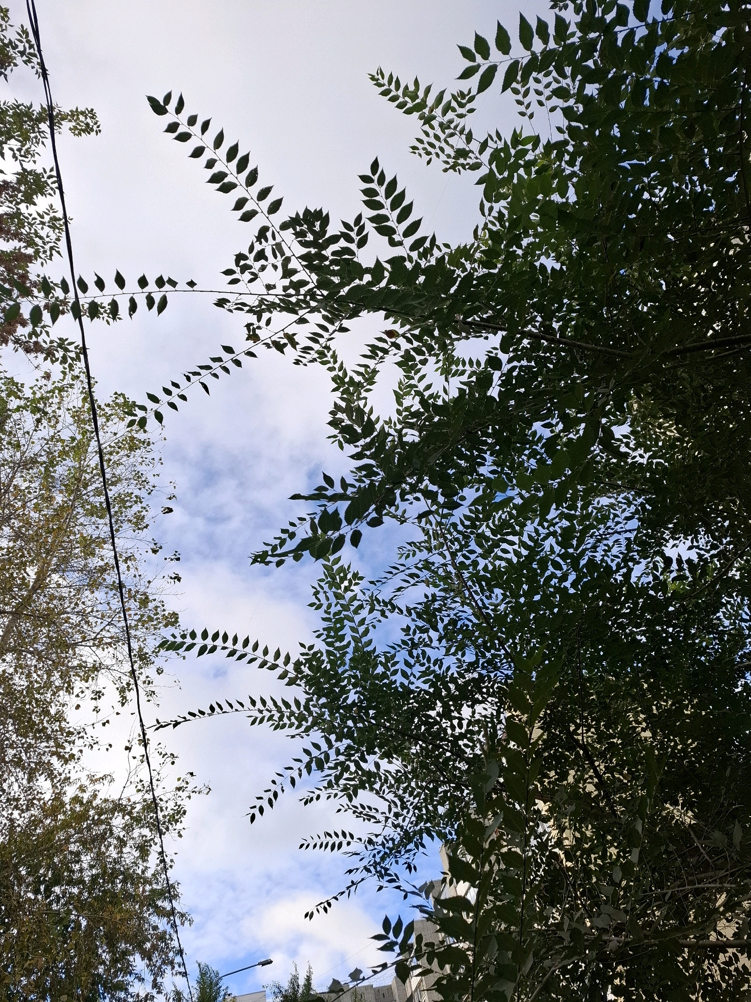 This is a low-angle, outdoor, daylight photograph looking up through trees towards a cloudy sky. On the left side of the frame, a tree with lighter green and yellow leaves is visible, partially obscured by a black wire that runs vertically down the left edge of the image. On the right side, a tree with dense, dark green foliage dominates the frame, with some of its leaves silhouetted against the sky. The sky is light blue with scattered white clouds. In the background, through gaps in the foliage, a multi-story building with a light-colored facade and dark windows is partially visible, along with a street lamp. The scene appears to be in an urban environment, potentially a park or residential area, in the city of Tyumen, Russia, given the architectural style of the building. There are no people or animals visible in the image. The overall impression is one of looking up from ground level at the interplay of nature and urban infrastructure against a cloudy sky.