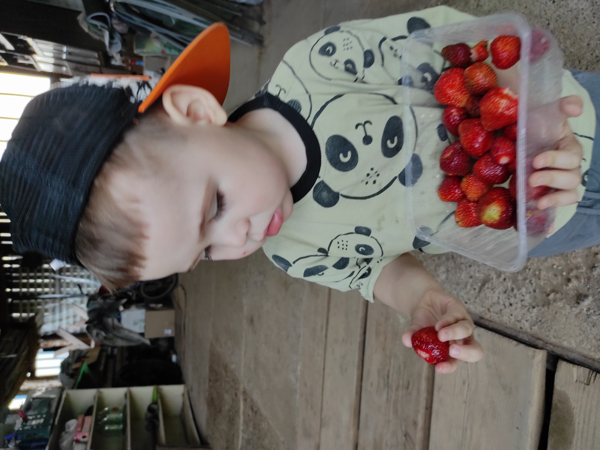 A toddler wearing a black and orange baseball cap and a light-colored t-shirt with a panda print is holding a single strawberry in their left hand and a clear plastic container of strawberries in their right. The child is looking down at the strawberry in their hand. The scene appears to be in a rustic, possibly a barn or shed, with wooden plank flooring and shelves with various items in the background. The location is identified as Olkhovka, Russia, suggesting an outdoor or semi-outdoor setting with natural light. The lighting indicates it is daytime.