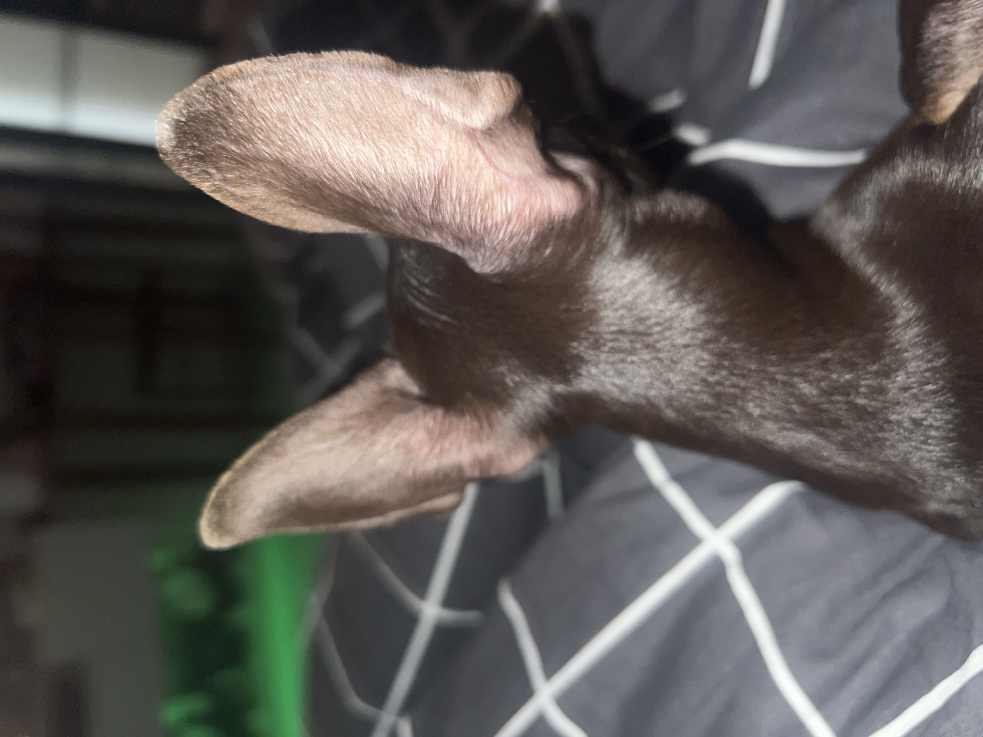 A close-up shot shows the head and ears of a brown dog resting on a gray patterned surface. The dog's ears are perked up. The pattern on the surface appears to be a grid with white lines. The background is blurry and indistinct, with some green present. There is no indication of Chaikovsky, Russia.