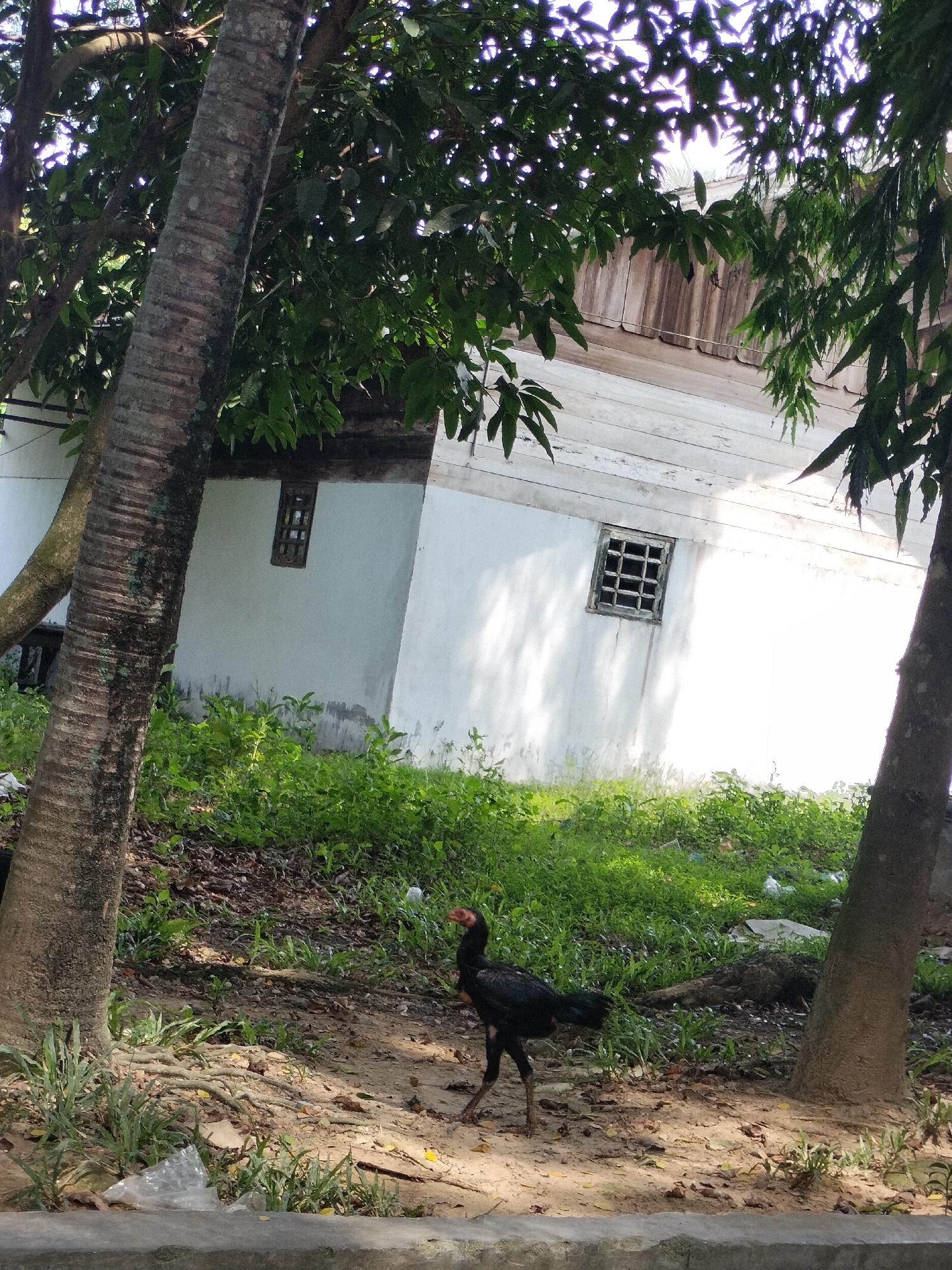 A lone black chicken stands on sandy ground amidst lush green vegetation and fallen leaves. To the left and right, large tree trunks with rough bark frame the scene. Behind the vegetation, a white building with a wooden roof is visible. The building has two small, barred windows. The chicken appears to be walking towards the right of the frame. The environment suggests an outdoor setting, likely in Seuneubokpeunteut, Indonesia, with a mix of natural elements and man-made structures.