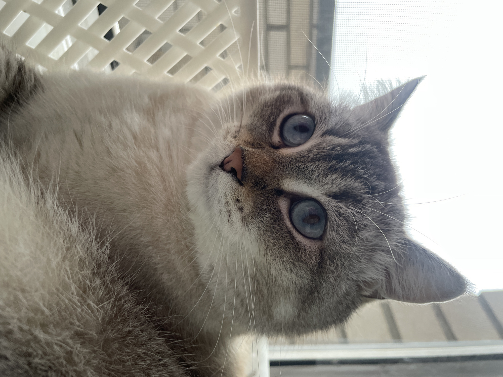 The image is a close-up, low-angle shot of a cat with striking blue eyes. The cat has a pale, cream-colored body with some gray tabby markings on its face and ears. Its fur appears soft and fluffy. The cat is lying down, with its head tilted, looking directly at the camera with a curious expression. Its long, white whiskers are prominent.
In the background, a white lattice object is visible, possibly part of a chair or a pet carrier. To the right, there is a blurred background of what appears to be a window with a screen, suggesting an indoor setting. The lighting suggests it is daytime, possibly morning or afternoon, with natural light coming from the window. The overall mood of the image is intimate and endearing, focusing on the cat's captivating gaze. There is no visible text in the image.