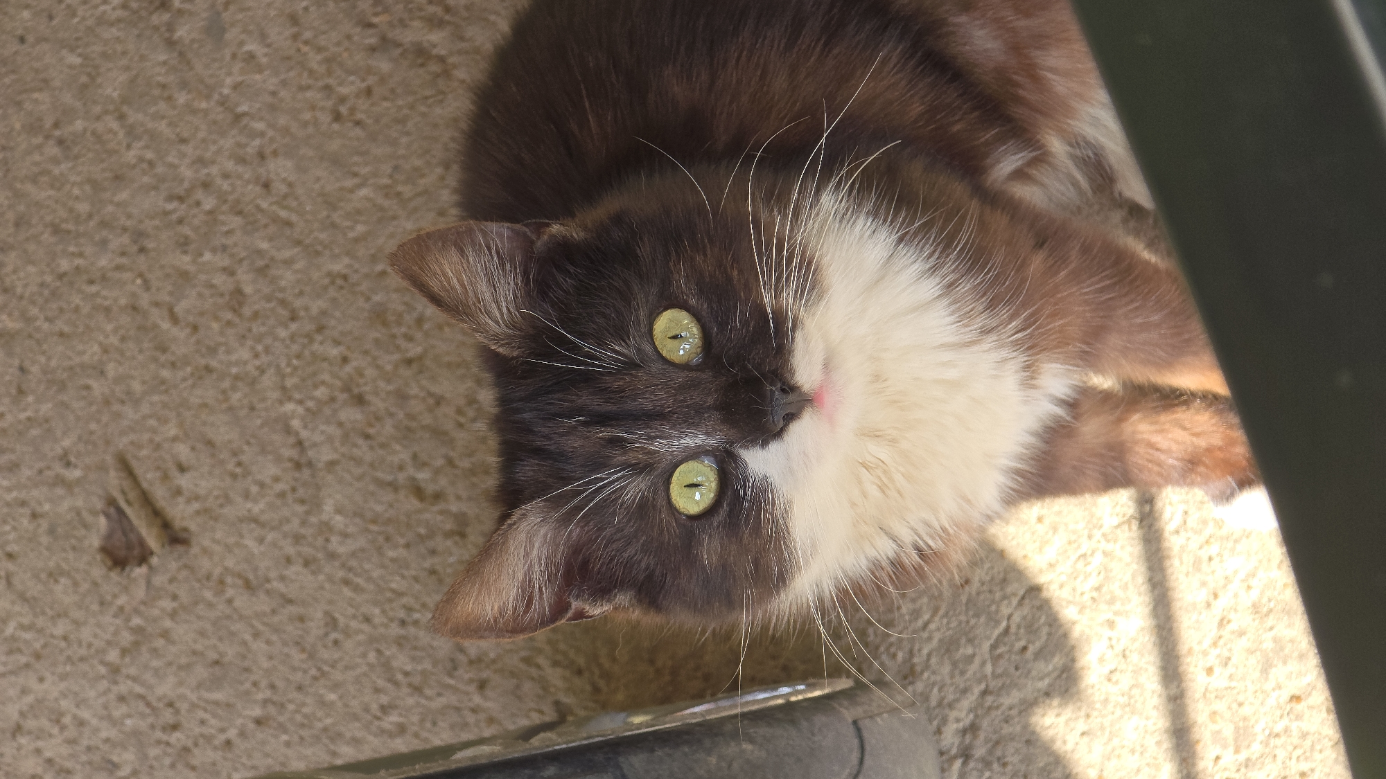 A close-up, eye-level shot depicts a cat with dark brown and white fur lying on a concrete surface. The cat's head is centered, and its yellow-green eyes are staring directly at the camera. Its nose is small and pink. The cat appears relaxed. The background is a plain, light-brown concrete surface with a few spots or blemishes. Part of a black or dark gray object is visible at the bottom of the frame. Another dark object is visible to the right of the animal. The scene is taken in Samovodene, Bulgaria.