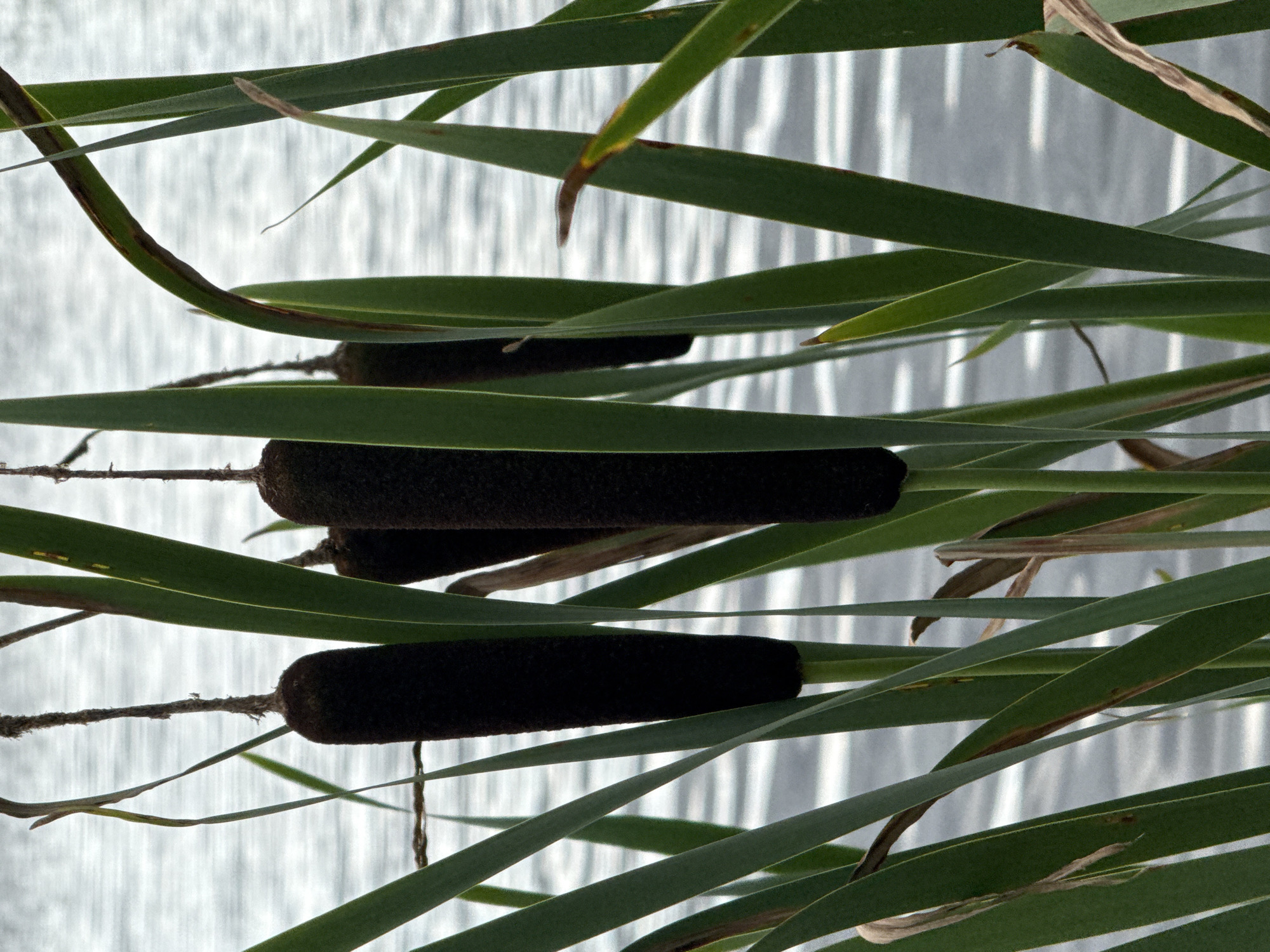 The image displays a close-up view of cattails growing near a body of water. The cattails have dark brown, cylindrical seed heads. Their long, green leaves are prominent in the foreground, with some showing signs of browning or drying at the tips. The background consists of rippling water, likely a lake or slow-moving river, with a soft, diffused light. The scene is natural and tranquil. The location is stated to be Kirzinė, Lithuania.