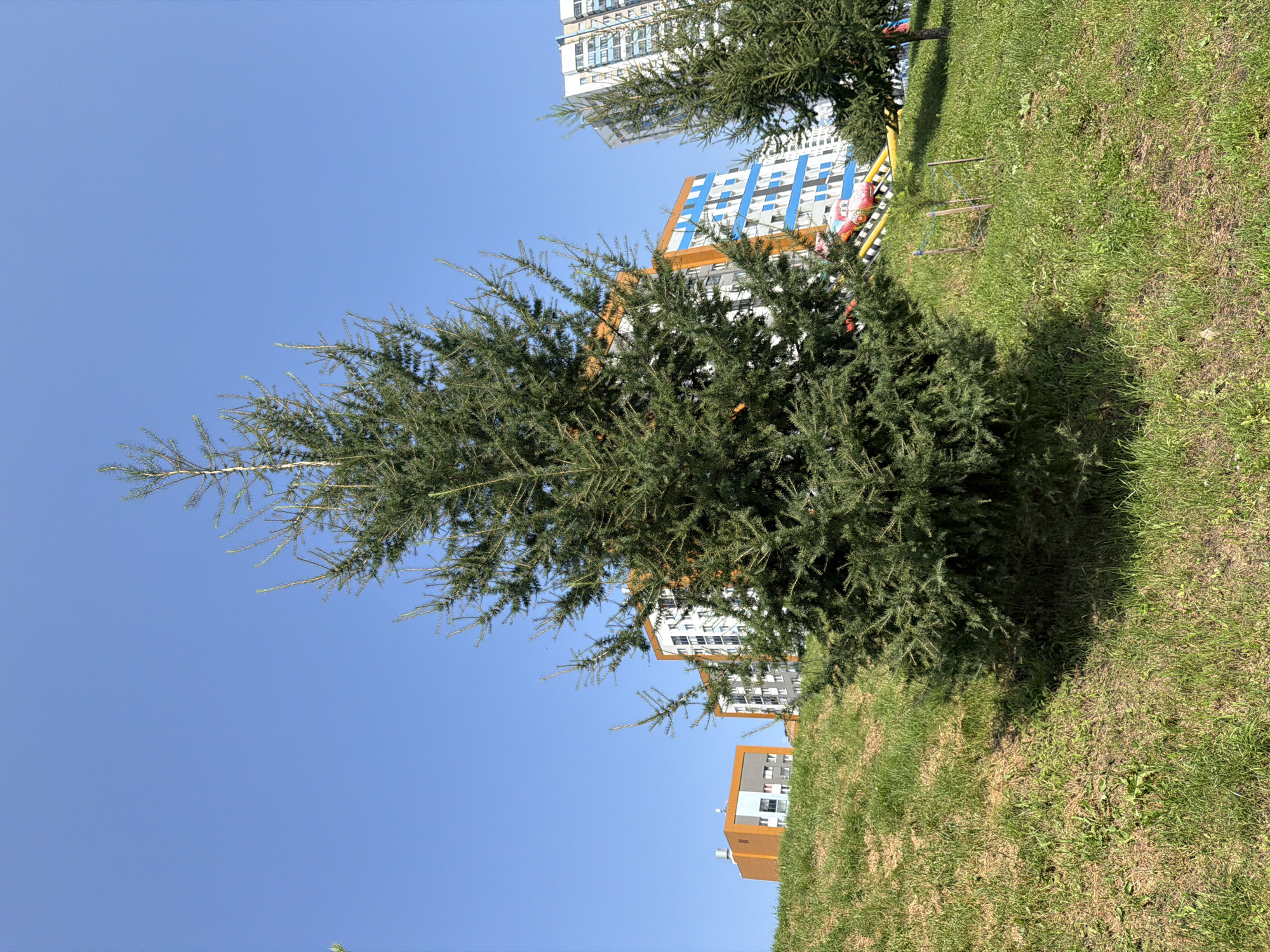 The image depicts a sunny outdoor scene in Yekaterinburg, Russia, featuring a prominent evergreen tree in the foreground, positioned on a grassy slope. Behind the tree, several modern residential buildings are visible, characterized by bright orange and blue facades. A children's inflatable slide, red and yellow in color, is partially visible on the slope between the evergreen trees and the buildings, suggesting a playground area. The sky is clear and blue, indicating fair weather. There are no people or animals visible in the image. The overall environment suggests a residential complex with landscaped grounds.