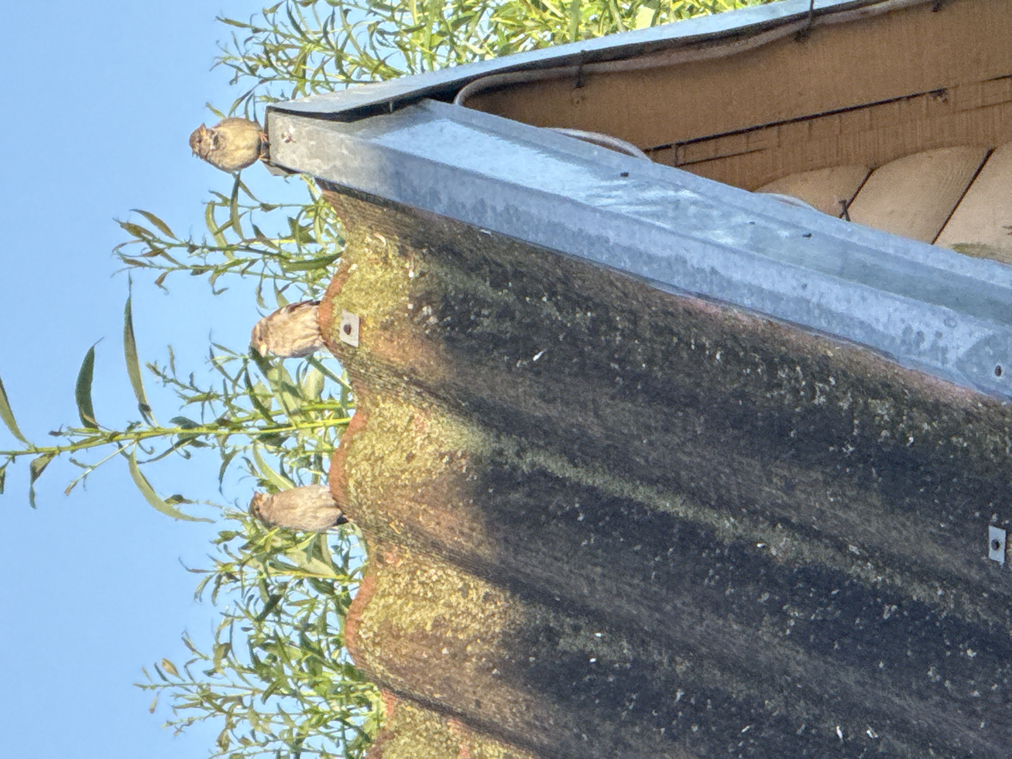 Three small birds are perched on the ridge of a weathered, moss-covered roof. The roof appears to be part of a structure with a galvanized metal trim along the edge. Behind the roof, green foliage and a clear blue sky are visible. The scene suggests an outdoor setting, likely in a rural or suburban environment. The location is Vikraičiai, Lithuania.
