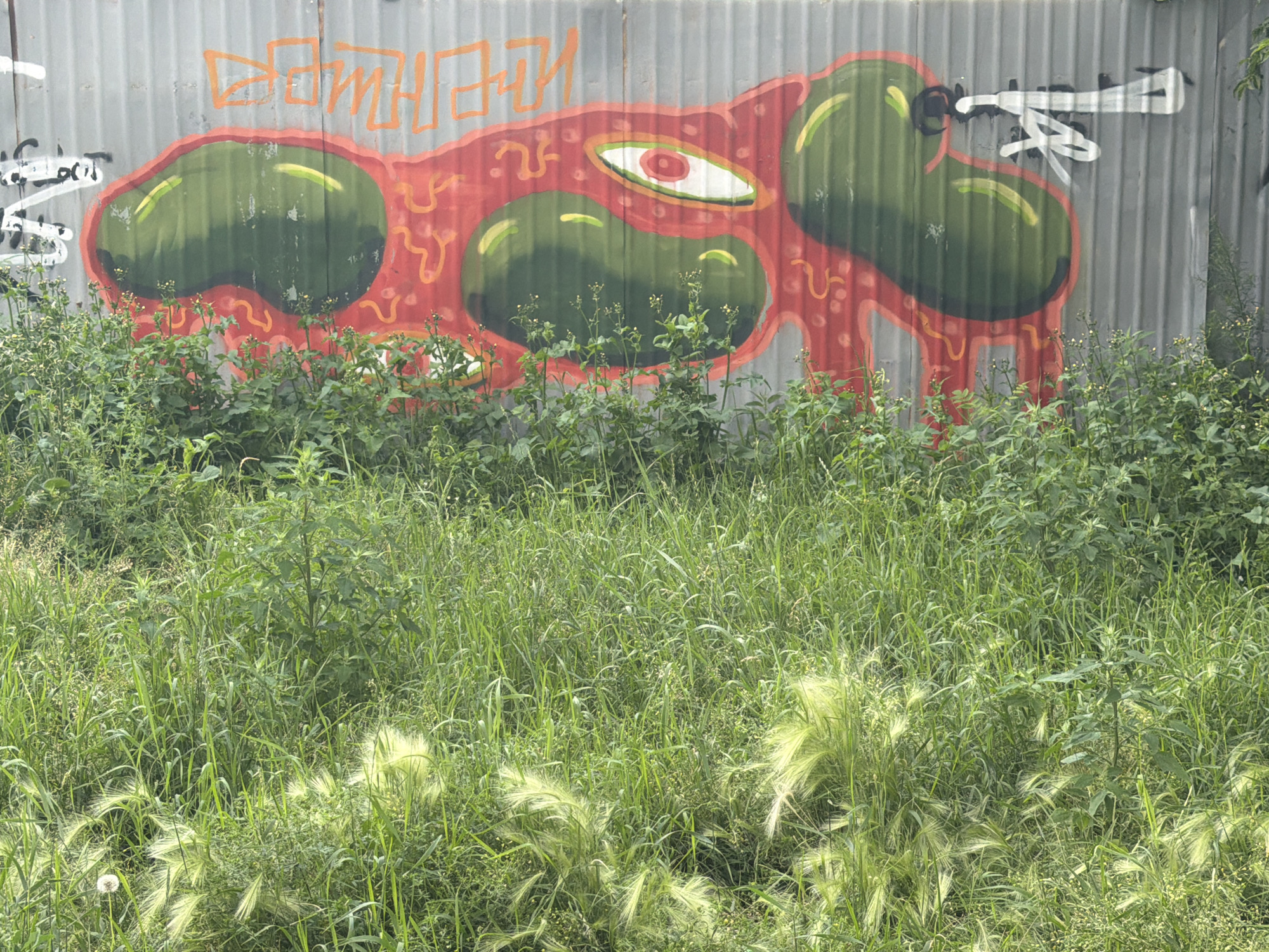 A corrugated metal wall in an outdoor urban environment is covered in graffiti. The main graffiti piece features a large, abstract, red shape with green oval forms embedded within it, resembling a creature or a distorted face. An eye-like shape with a red pupil and white iris is visible in the center of the red form. Orange, wavy lines and dots are also part of this graffiti. To the left of this central piece, white graffiti characters are spray-painted, and to the right, more white graffiti with black outlines is present. In front of the wall, a dense growth of tall green grass and weeds obscures the lower portion of the wall and extends into the foreground. The grass has some feathery seed heads that are illuminated by sunlight. A single white dandelion puff is visible in the lower left corner of the image. The overall scene suggests an unkempt, possibly abandoned or neglected, urban space in Tyumen, Russia.