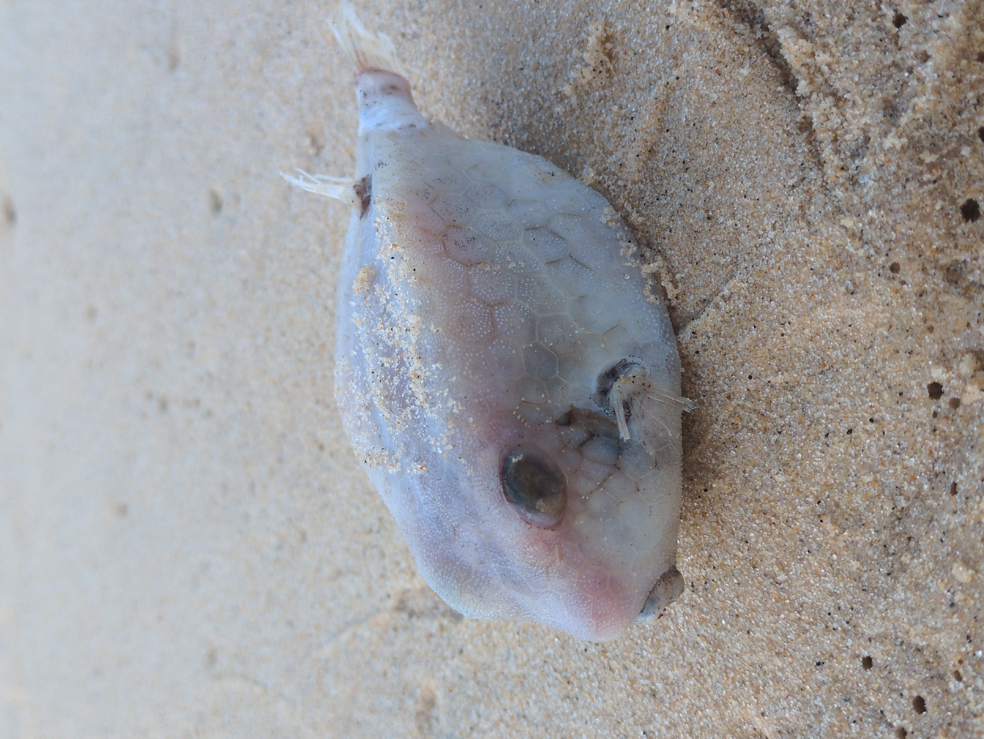A pale, deceased, possibly boxfish or pufferfish-type specimen is depicted lying on a light tan, fine-grained sandy surface. The fish is oriented diagonally from the lower left to the upper right of the frame, with its head positioned towards the left. Its body is light white-grey, showing a distinct honeycomb-like texture on its lateral surface and a finer bumpy texture on its head. Sparse grains of sand adhere to its dorsal surface. The fish's dark, partially obscured eye is visible on its left side. Small, frayed fins are discernible near its gill area and caudal end. The surrounding sand contains scattered darker specks and several small, circular depressions or holes. The scene is located on a beach in East Quy Nhon Ward, Vietnam. No people, active subjects, or dynamic interactions are present.