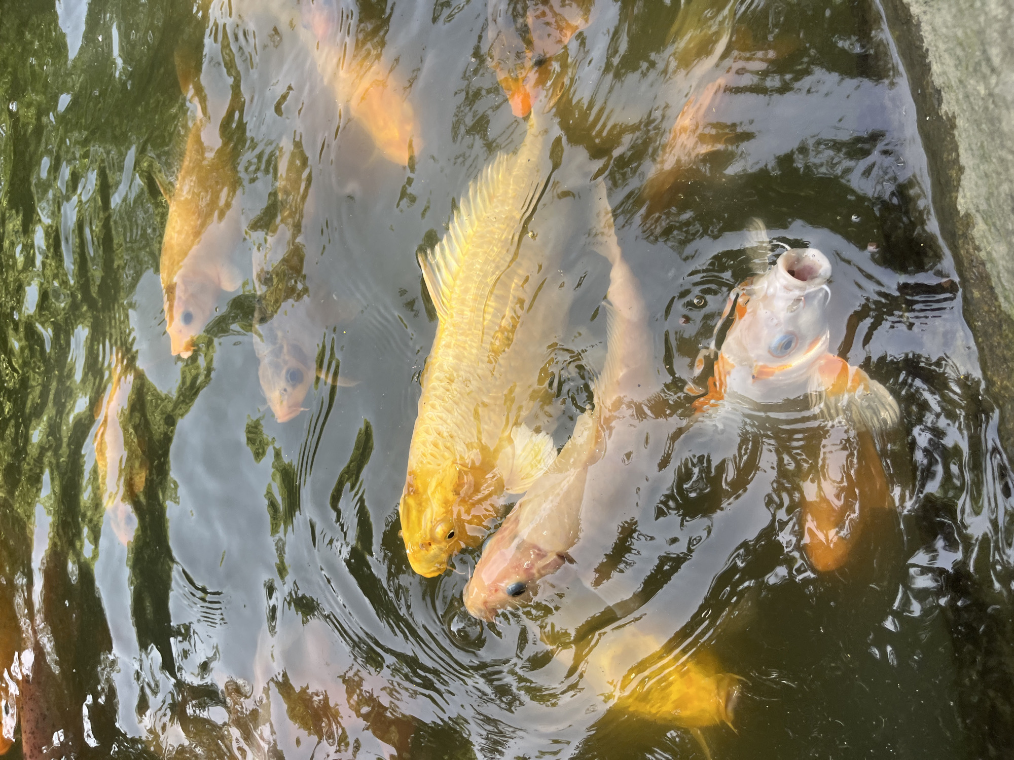 A close-up, high-angle view captures a school of koi fish swimming in a pond in Nam Nha Trang Ward, Vietnam. The water is murky green with reflections of the sky and surrounding foliage. Several koi are visible, mostly in shades of gold and orange, with some having white or pink markings. One white and orange koi in the foreground has its mouth open, appearing to be feeding. The fish are densely packed, with some partially obscured by others or the rippling water. The overall impression is a dynamic underwater scene, with the movement of the fish creating ripples and distortions on the water's surface.
