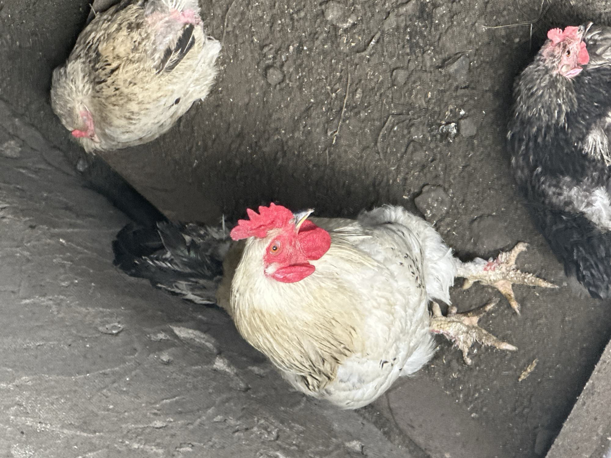 The image depicts three chickens in an enclosed, gritty environment. A white and tan rooster is prominently featured in the foreground, facing left with its head turned towards the camera. It has a bright red comb and wattles. Its legs are visible, appearing somewhat scaly with pinkish skin. To the upper right, another chicken, with a mottled grey and white plumage, is hunched over, facing away from the camera. Its head is lowered, and its comb and wattles are a duller pink. In the bottom right corner, a third chicken, primarily black with some grey and white speckling, is partially visible, facing towards the camera and slightly downwards. Its red comb is discernible. The ground is composed of dirt, gravel, and debris. The background consists of dark, textured walls, likely concrete or rough stone. There are no people or any urban elements visible. The scene appears to be an outdoor enclosure or a dilapidated shed, consistent with a rural or agricultural setting. No specific location in the city of Tobyl, Kazakhstan, can be identified from the image itself.