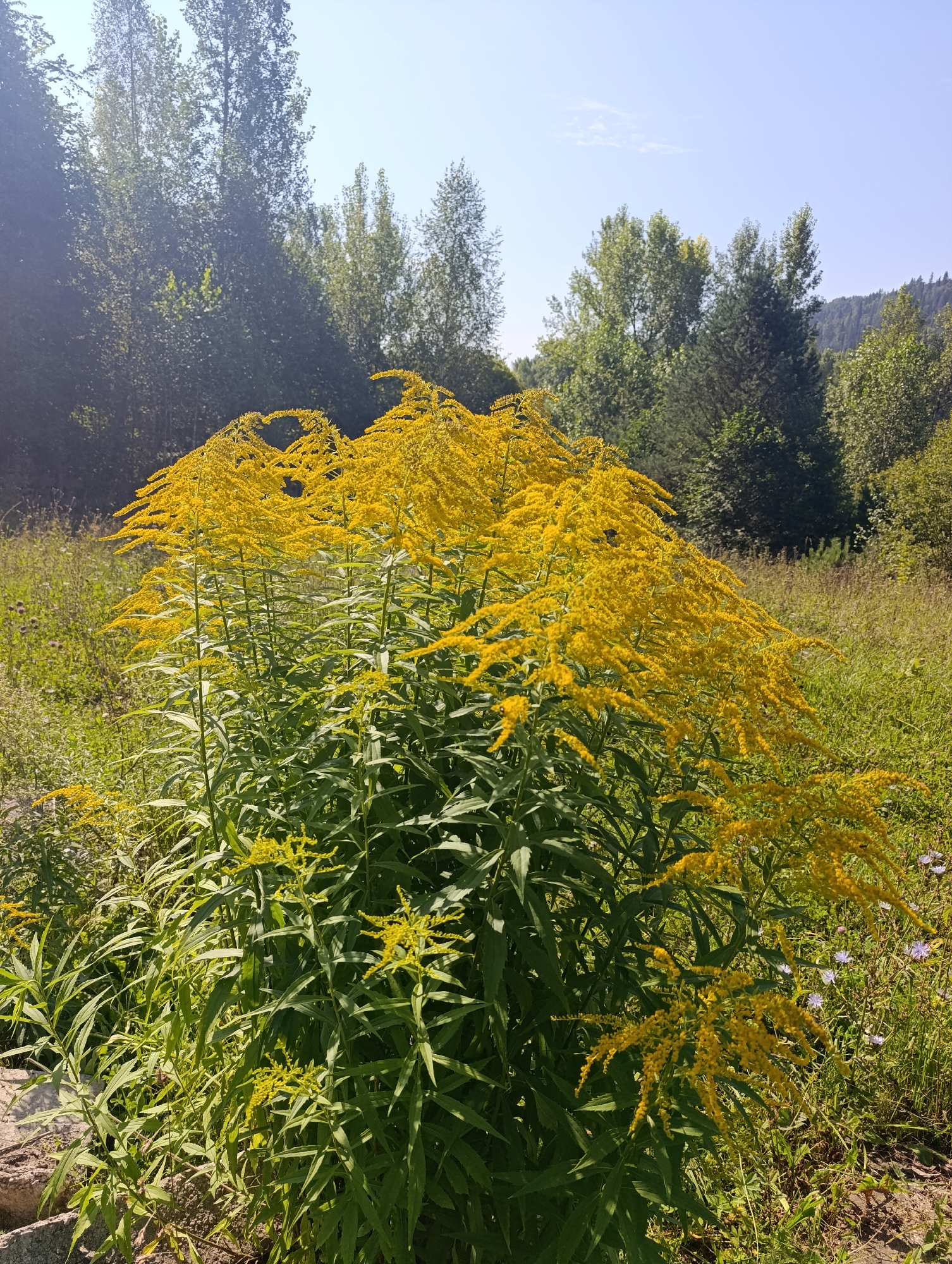 A close-up, eye-level, outdoor shot shows a large cluster of tall, bright yellow goldenrod flowers. The flowers are in full bloom and are the dominant feature of the image. They are surrounded by lush green foliage. In the background, a dense forest of green trees rises against a clear blue sky. The ground is covered with grass and other wildflowers. The image is taken in natural daylight. There are no people or man-made objects visible in the scene, other than what appears to be some scattered rocks or debris in the lower left foreground.