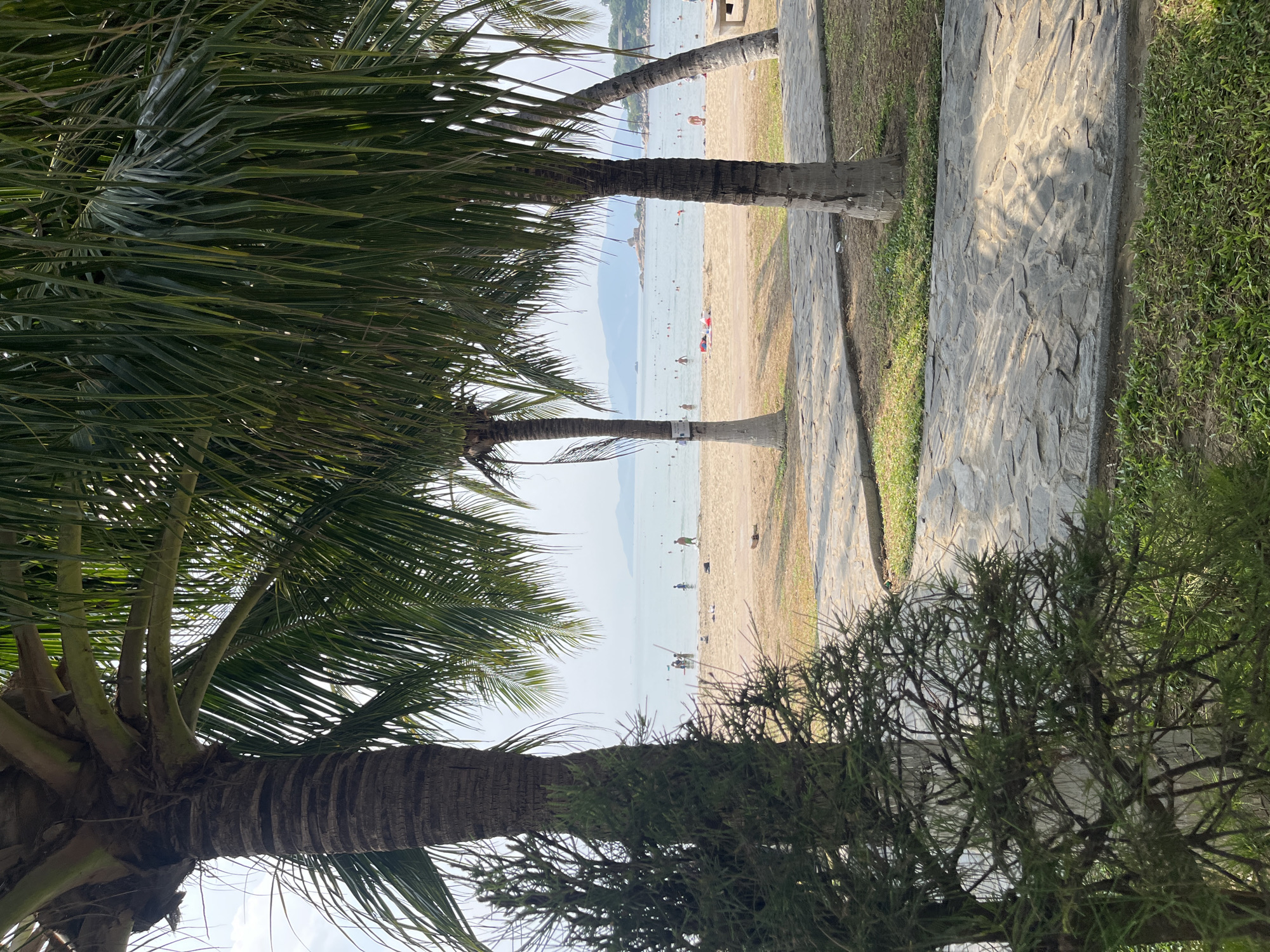 The image depicts a beach scene in Bac Nha Trang Ward, Vietnam. Palm trees dominate the foreground, framing a view of the sandy beach and the ocean. Several people are visible on the beach and in the water. A stone walkway runs parallel to the beach. Other green plants and trees are visible on the right side of the image.