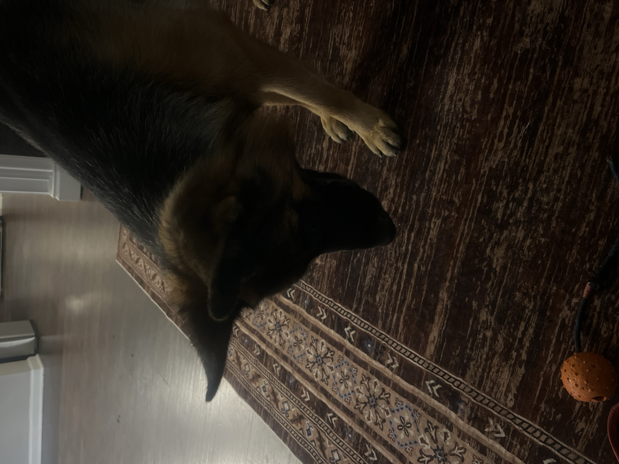 A German Shepherd dog is shown from a high angle, looking down at an orange toy ball on a rug. The dog's head and front paws are visible. The dog has black and tan fur. The rug has a brown and tan patterned design. The floor is made of dark wood planks. The scene appears to be indoors. The location is not specified in the image or any accompanying data.
