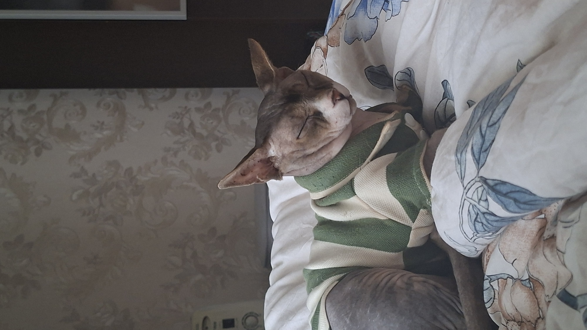 A hairless cat, wearing a green and white striped sweater, rests with its eyes closed on a bed. The cat is positioned on its side, with its head slightly turned towards the viewer. The bedding features a floral pattern with blue and beige tones. In the background, a patterned wallpaper and a small white appliance are visible. The scene appears to be indoors, likely in a residential setting in Myadzyel, Belarus.