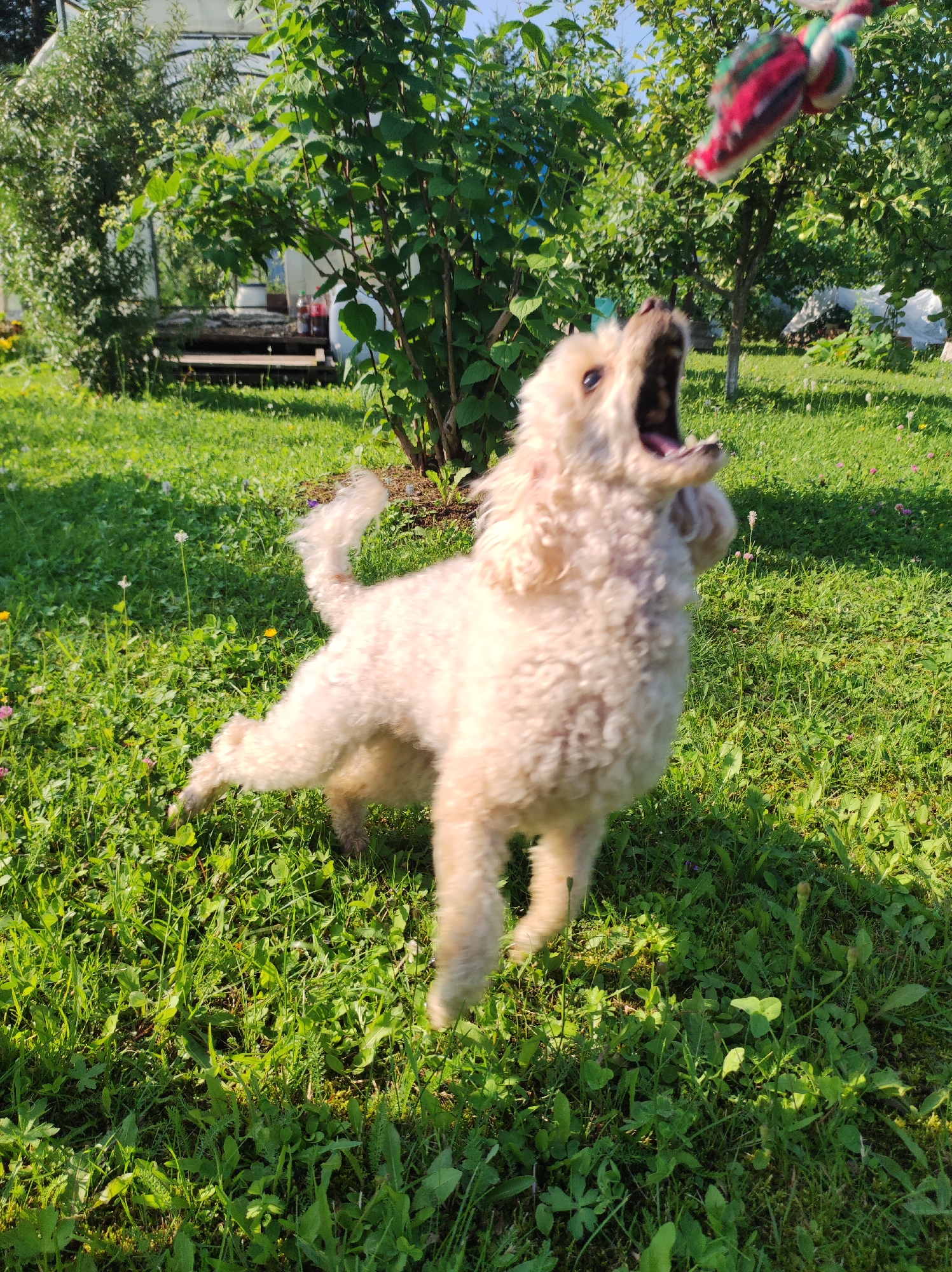 A light-colored poodle is captured mid-air in a backyard, reaching for a red, green, and white rope toy. The dog's mouth is open, and its body is blurred due to motion. The background features a green lawn with scattered clover and dandelions, a lush green bush to the right, and trees with foliage behind the dog. In the further background, a white greenhouse-like structure and a wooden platform are visible. The scene is outdoors on a sunny day. The location is identified as Foky, Russia.