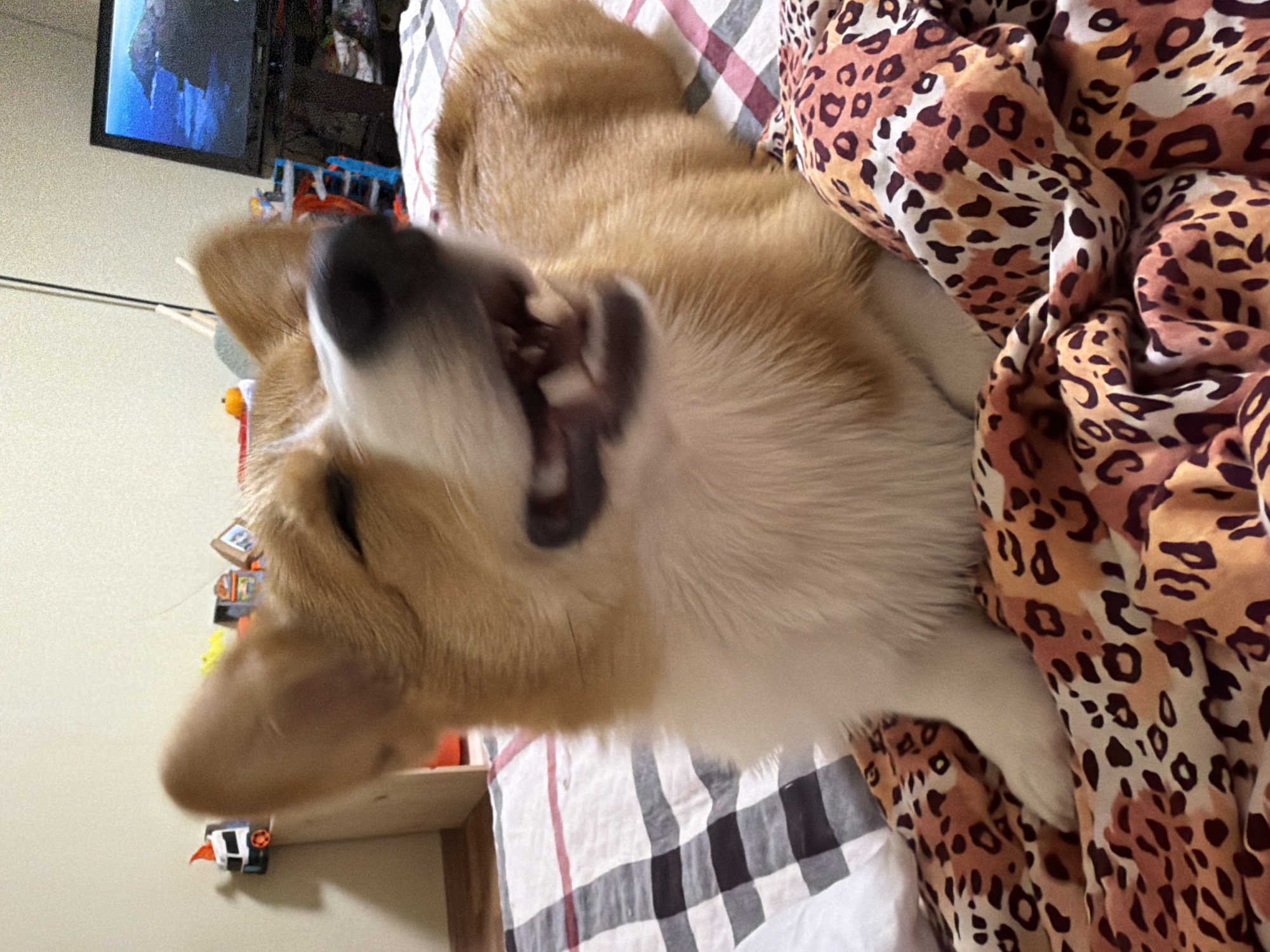 A corgi dog is lying on a bed with a black, white, and red plaid comforter and a leopard-print blanket. The dog is facing forward with its mouth open, appearing to pant or yawn. In the background, a television screen displays a landscape image. To the left of the television, there are shelves with children's toys, including a toy truck. The environment appears to be an indoor setting, possibly a bedroom, located in Yablonovskiy, Russia.