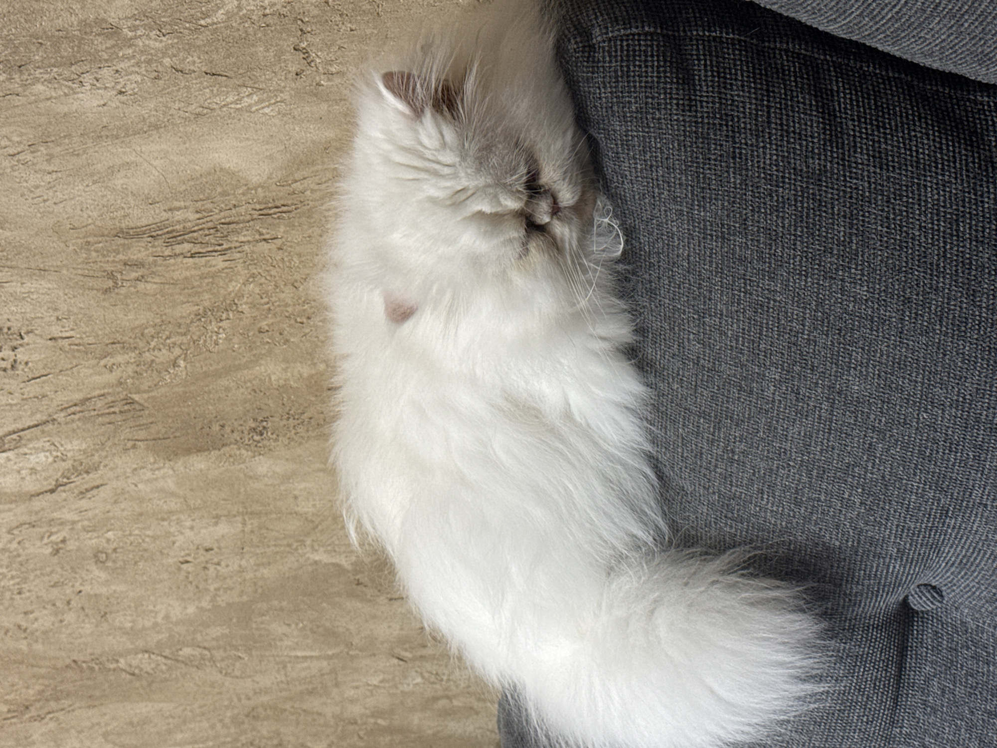 A fluffy white Persian cat sleeps peacefully on a gray upholstered sofa. The cat is curled up, with its head resting on the edge of the sofa. Its eyes are closed, and its mouth is slightly open. The background is a textured beige wall. The image appears to have been taken indoors in a residential setting. The city of Burgas, Bulgaria is not visible in the image, nor are there any specific details that would allow for its identification in that location.