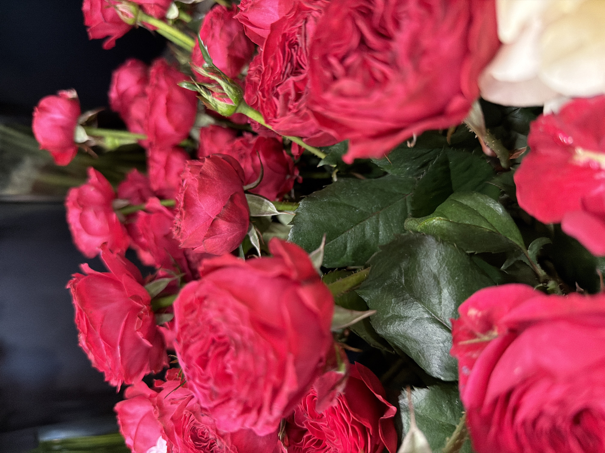 This media file is a close-up, low-angle shot of a bouquet of red roses. The roses are the primary subject, with their velvety petals in various stages of bloom. Some are tightly budded, while others are fully open, revealing intricate layers of petals. The green leaves and stems are also visible, providing a natural contrast to the vibrant red of the flowers.
The lighting appears to be soft, creating a slightly diffused effect that highlights the textures of the rose petals. The background is dark and out of focus, directing all attention to the flowers. There are no people visible in the image. The scene is likely an indoor setting, given the controlled lighting and the appearance of a bouquet. The overall mood conveyed by the image is one of beauty, romance, and natural elegance. No text is visible in the media file.