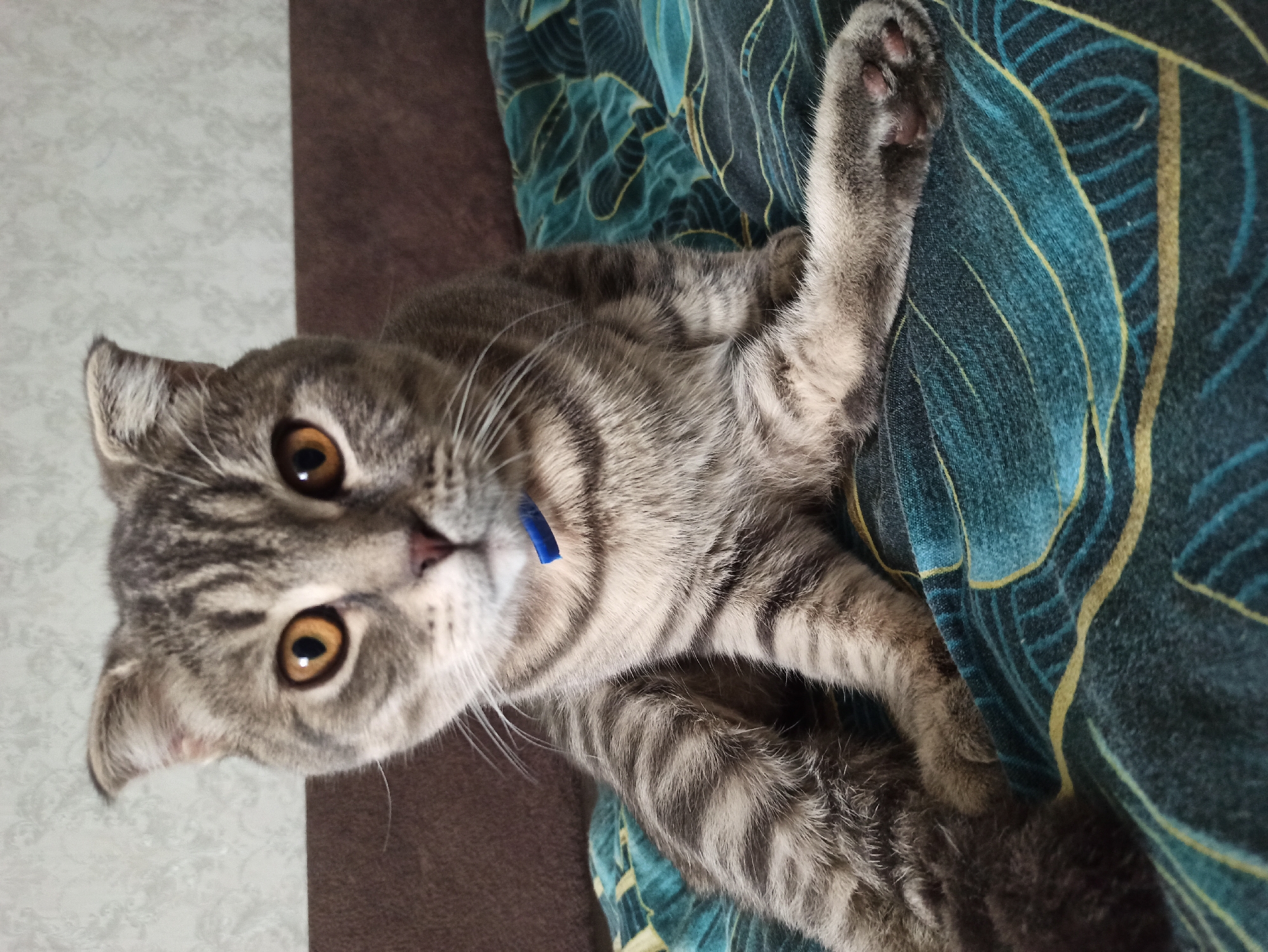 A gray tabby cat with orange eyes and a blue collar lies on a bed with a teal and brown patterned blanket. The cat's left paw is raised. The background includes a brown and white wall. There is no verifiable evidence to support the location being Balashov, Russia.