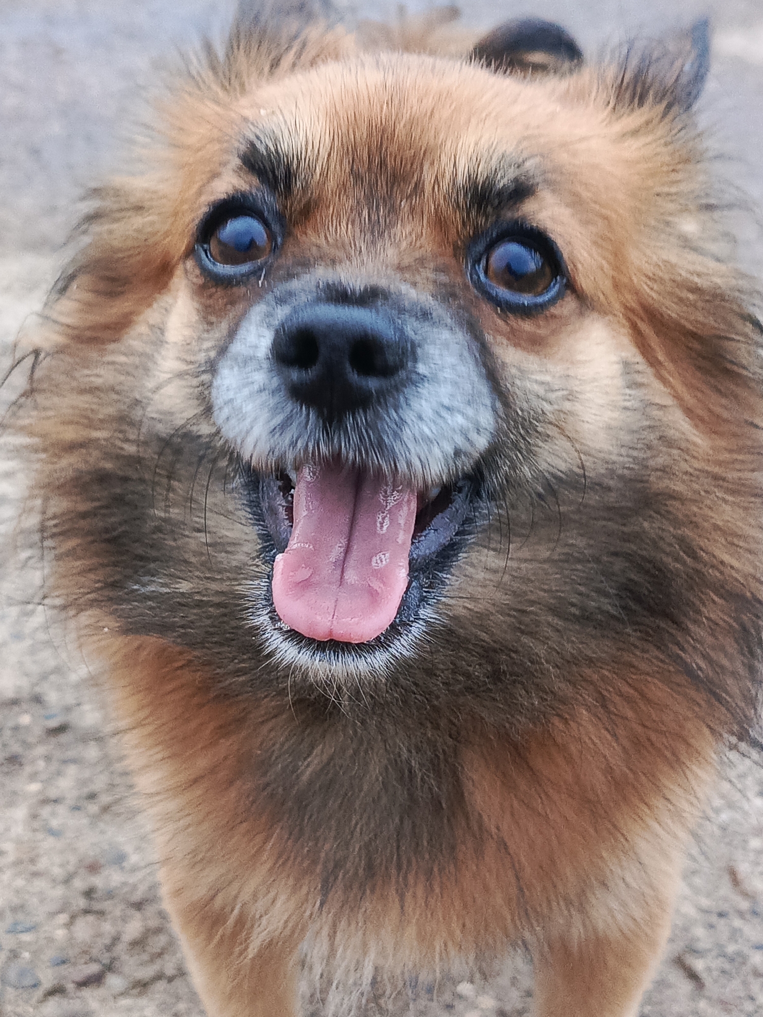 A close-up, eye-level shot shows a fluffy, medium-sized dog with golden-brown fur and dark brown eyes. The dog is panting, with its pink tongue hanging out of its mouth and a white mustache visible. The background is blurred, appearing to be a gravelly surface, possibly a path or road, with hints of gray and brown pebbles. The lighting suggests an outdoor environment during the day. The overall impression is of a happy, energetic dog. The location in Kauchuk Stantsiya, Russia, is not visually discernible from the image itself.