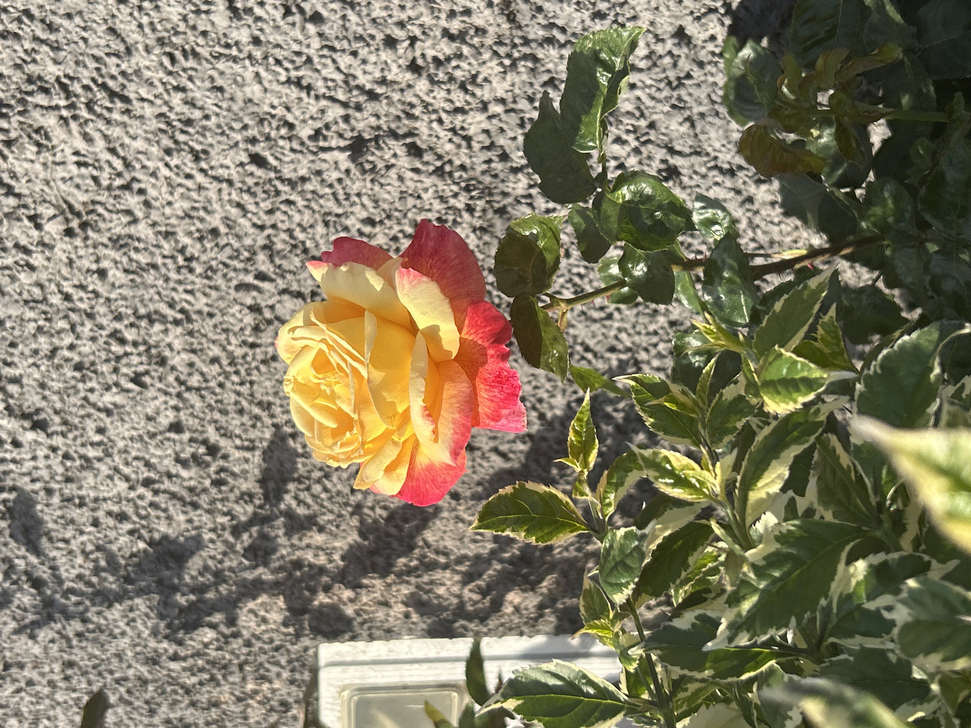 The image shows a rose with yellow and red petals growing next to a wall. The rose is in focus, and the wall behind it is textured and gray. To the right of the rose, there is green foliage, some of which has white variegation. The photo seems to be taken in bright daylight, casting shadows on the wall. A portion of a white structure is visible at the bottom left of the image.
Without further details, it's impossible to verify the exact location in Câmara de Lobos.