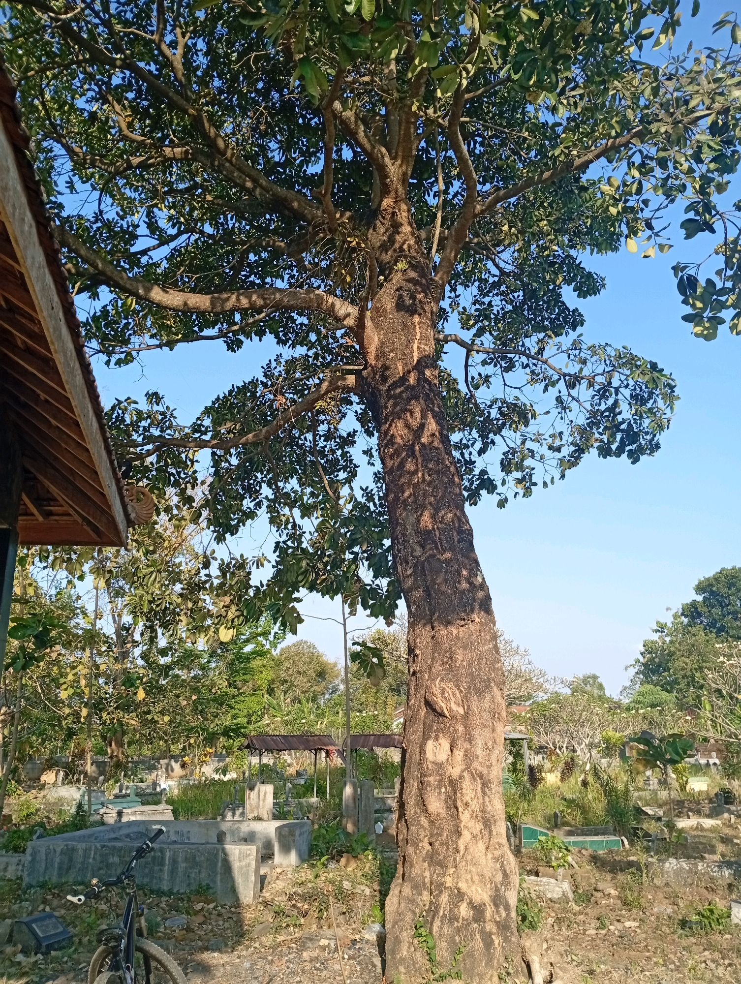 The image depicts an outdoor scene, likely in Wajak Kidul, Indonesia, with a large tree prominently positioned in the foreground, its trunk thick and textured with rough bark. The tree's branches, laden with green leaves, spread widely, creating a partial canopy against a clear blue sky. To the left, a portion of a wooden roof structure with visible rafters suggests a nearby building or shelter.
The background reveals a graveyard with numerous concrete tomb structures of varying sizes and designs, many of which are partially obscured by vegetation and dry leaves. Some of the tombs appear to have concrete coverings or raised edges. In the middle ground, there are open shelters with dark roofs, possibly providing shade for visitors. The terrain is uneven, covered with dry grass, dirt, and scattered debris.
In the lower left quadrant of the image, the front wheel and handlebars of a bicycle are visible, suggesting its presence at the location. The overall atmosphere is one of stillness and natural light, with shadows cast by the tree indicating a sunny day. The environment appears to be somewhat rural or semi-urban, characterized by natural elements and signs of human presence in the form of the graveyard and the bicycle.