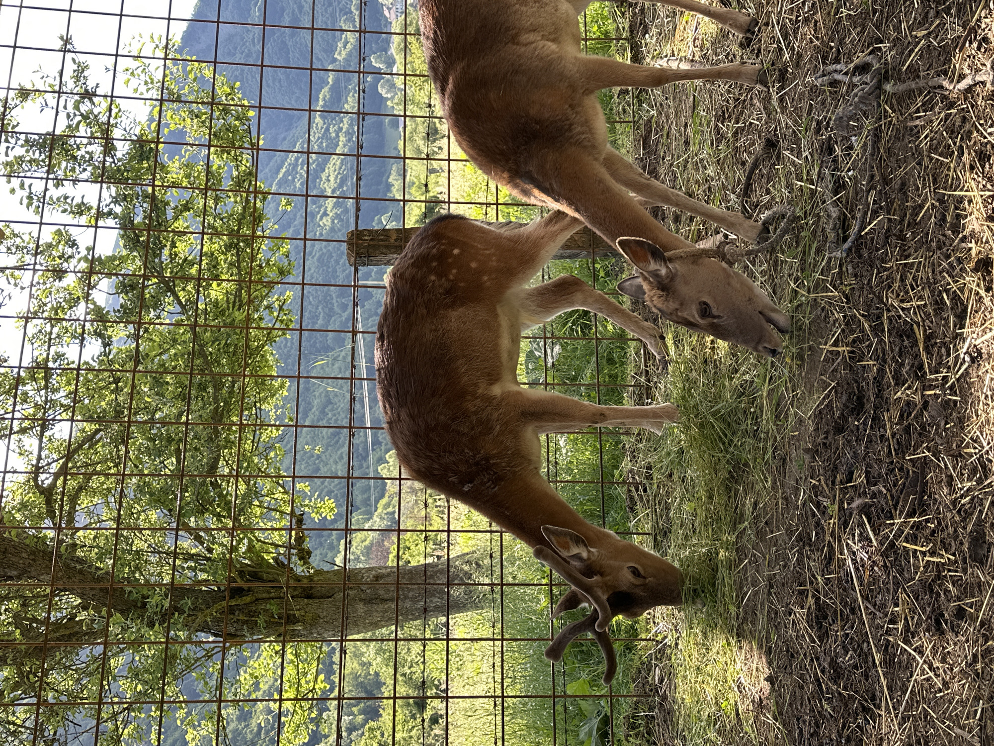 Two deer are grazing in a fenced enclosure. The enclosure appears to be located in a rural area, with a wooded hillside and mountains in the background. The deer are brown with white spots. One deer is facing to the left and the other is facing to the right. The ground is covered with dirt, straw, and grass. The sun is shining, casting shadows on the ground. The location is Gusinje, Montenegro.
